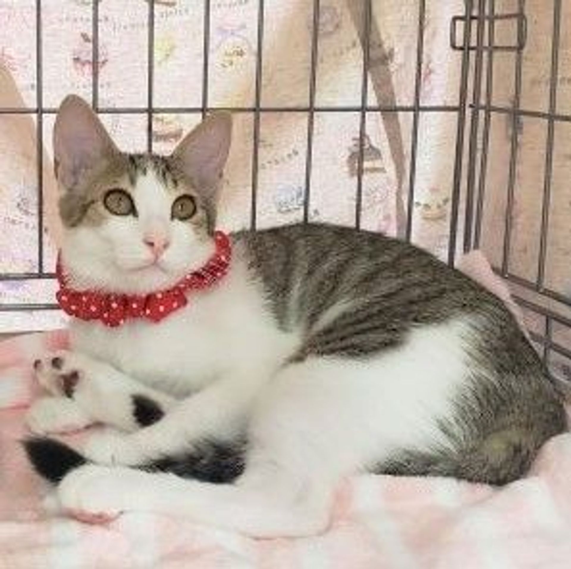 雑種（ミックス猫）・メスの里親募集の写真
