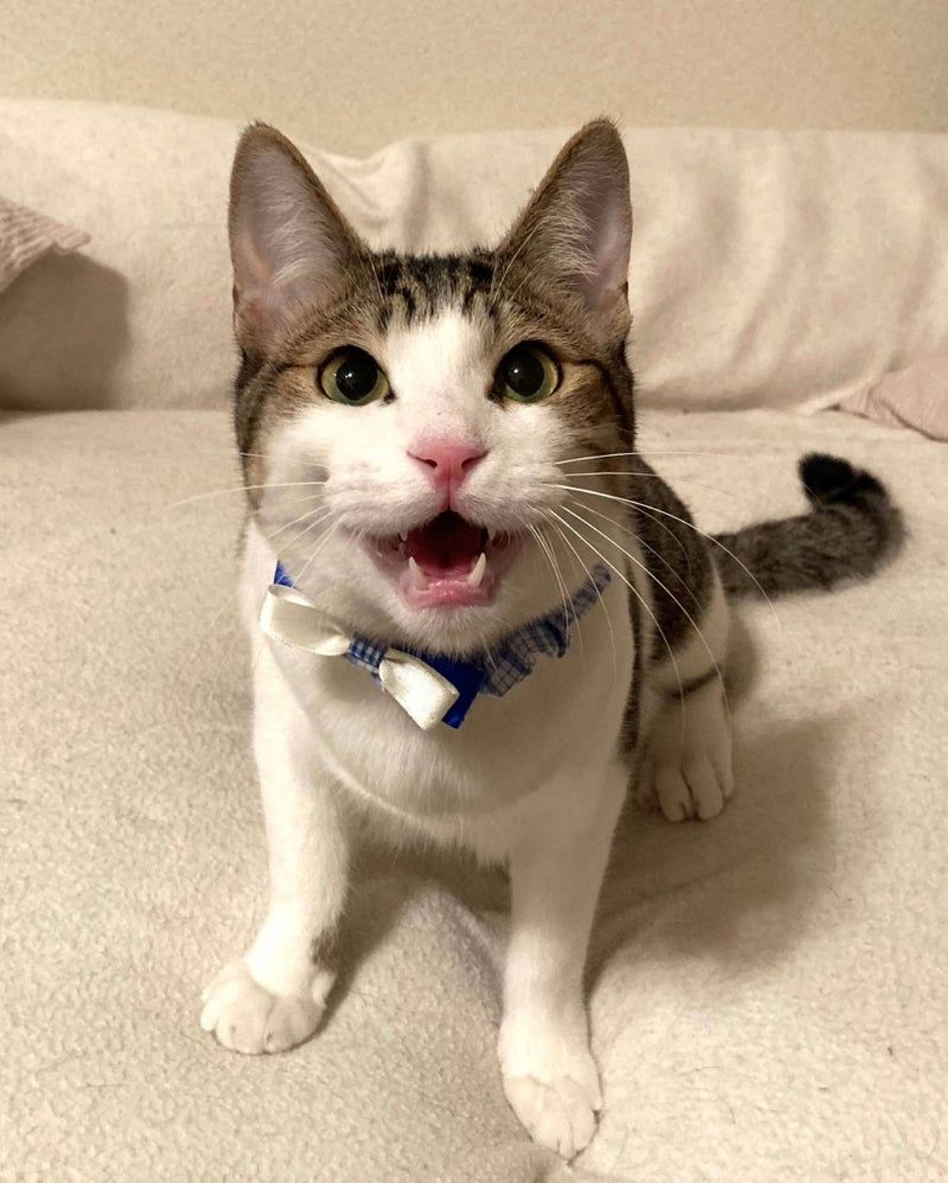 雑種（ミックス猫）・オスの里親募集の写真
