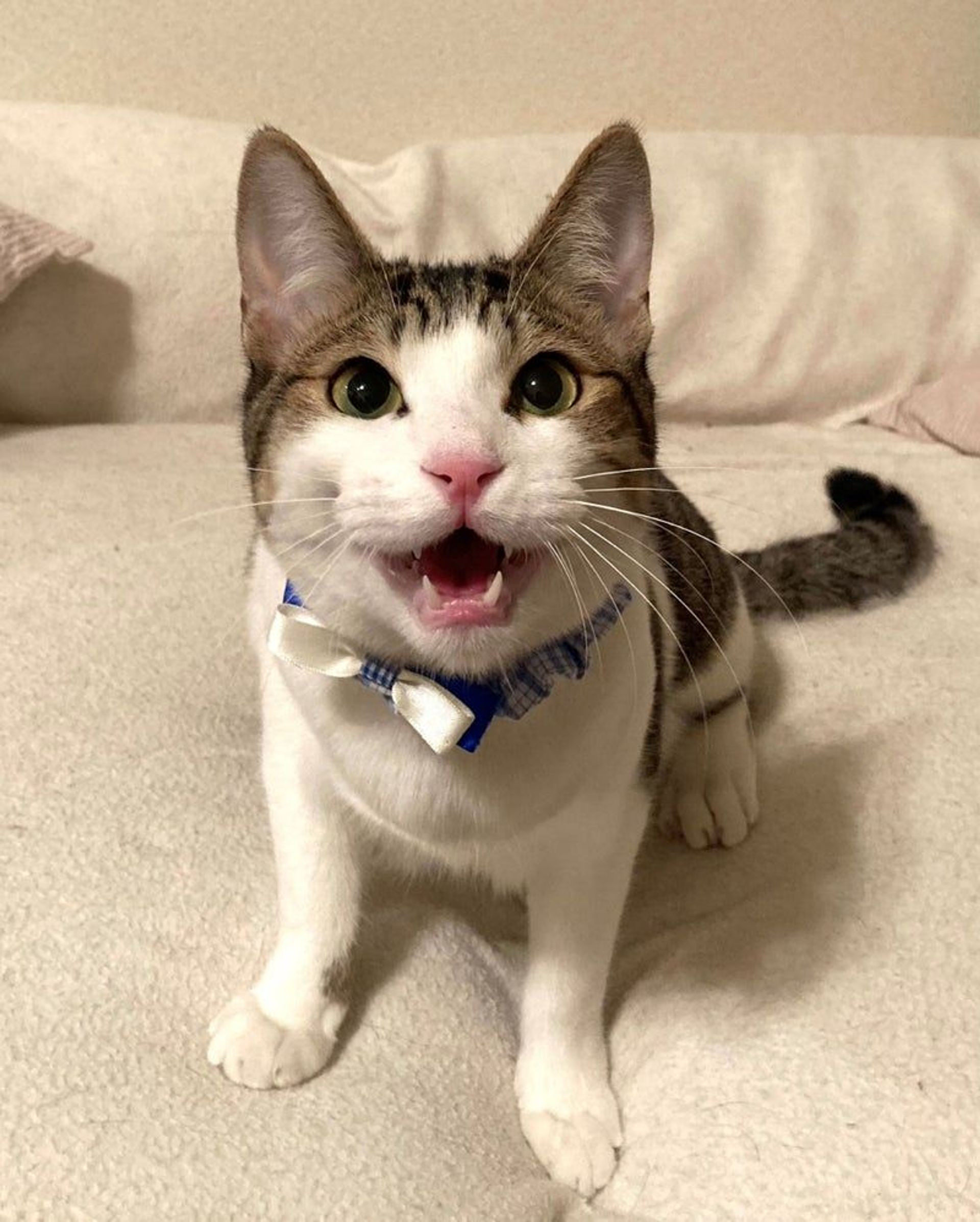 雑種（ミックス猫）・オスの里親募集の写真