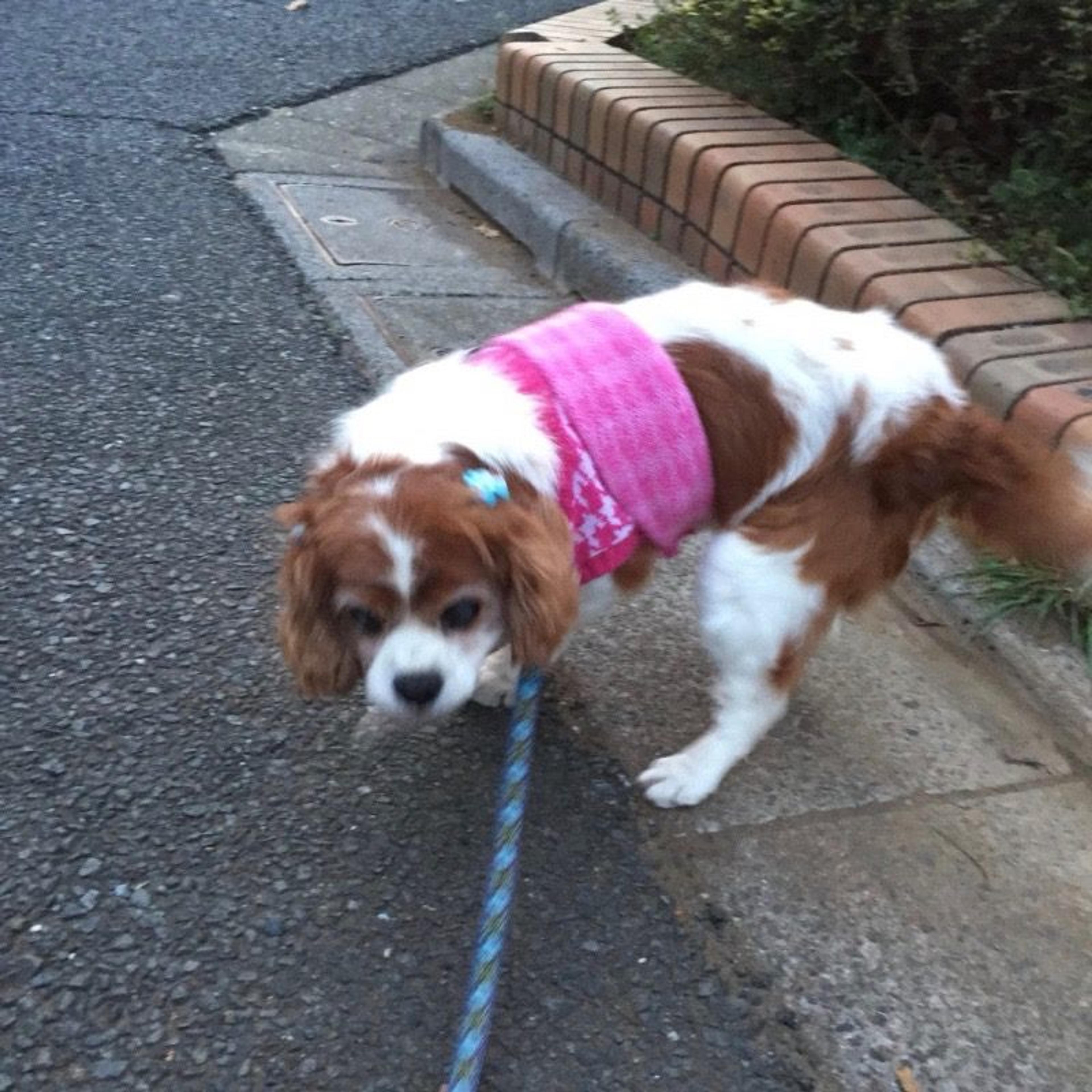 pet-image-2