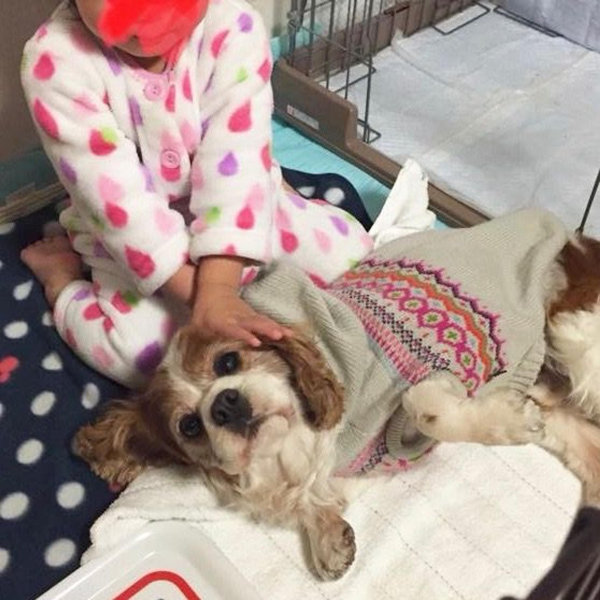 pet-image-3