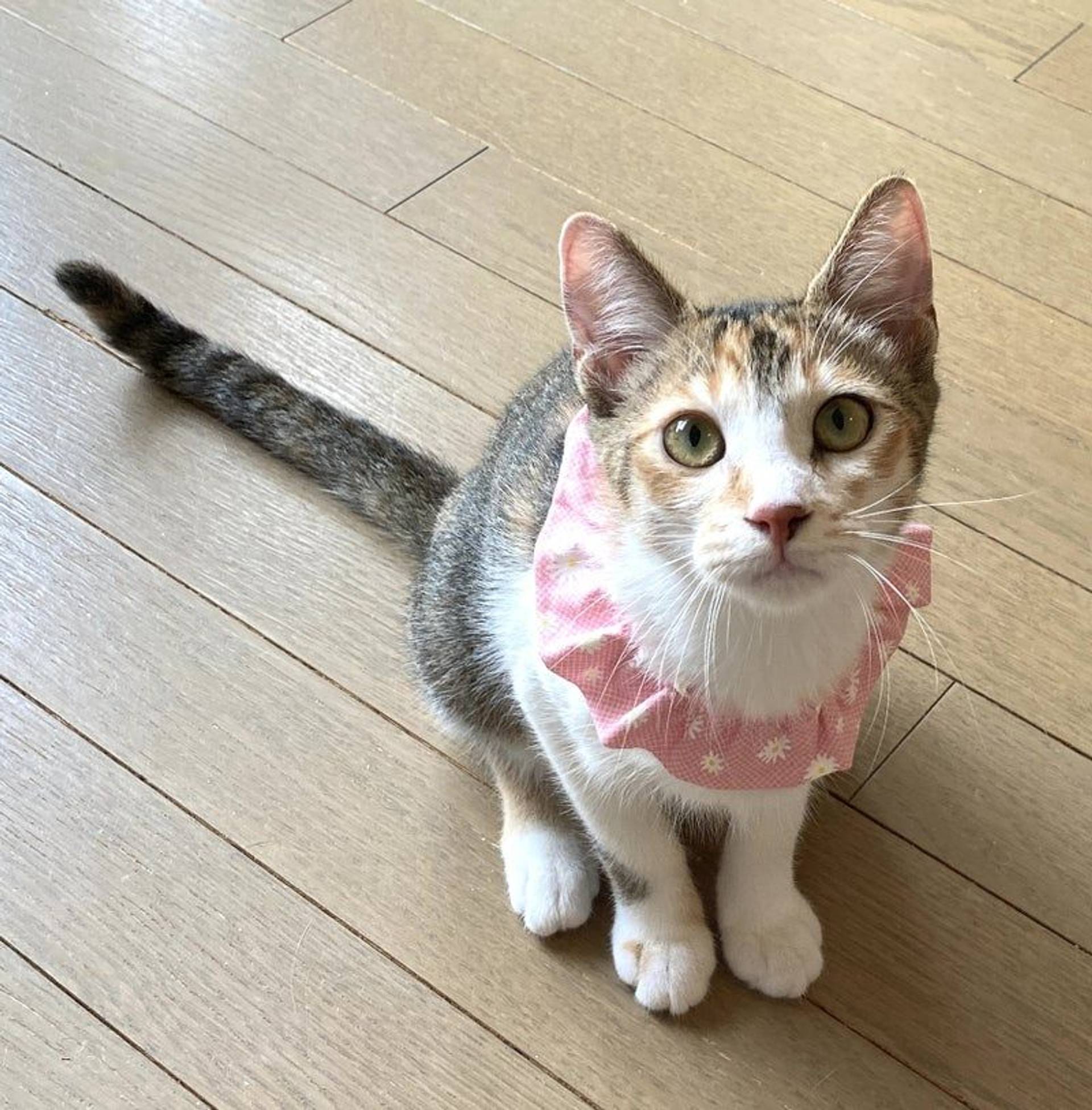 日本猫・メスの里親募集の写真