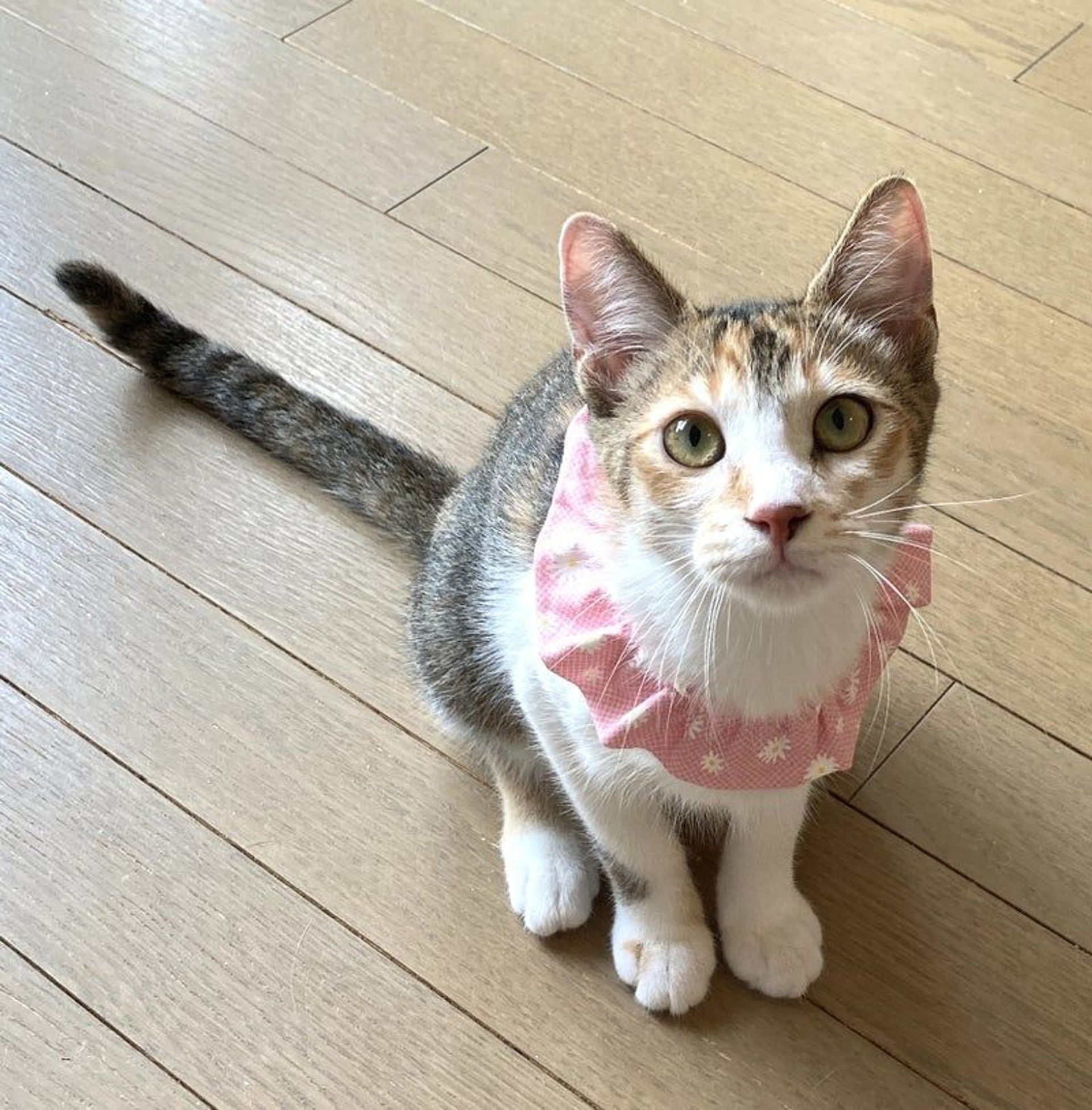 日本猫・メスの里親募集の写真