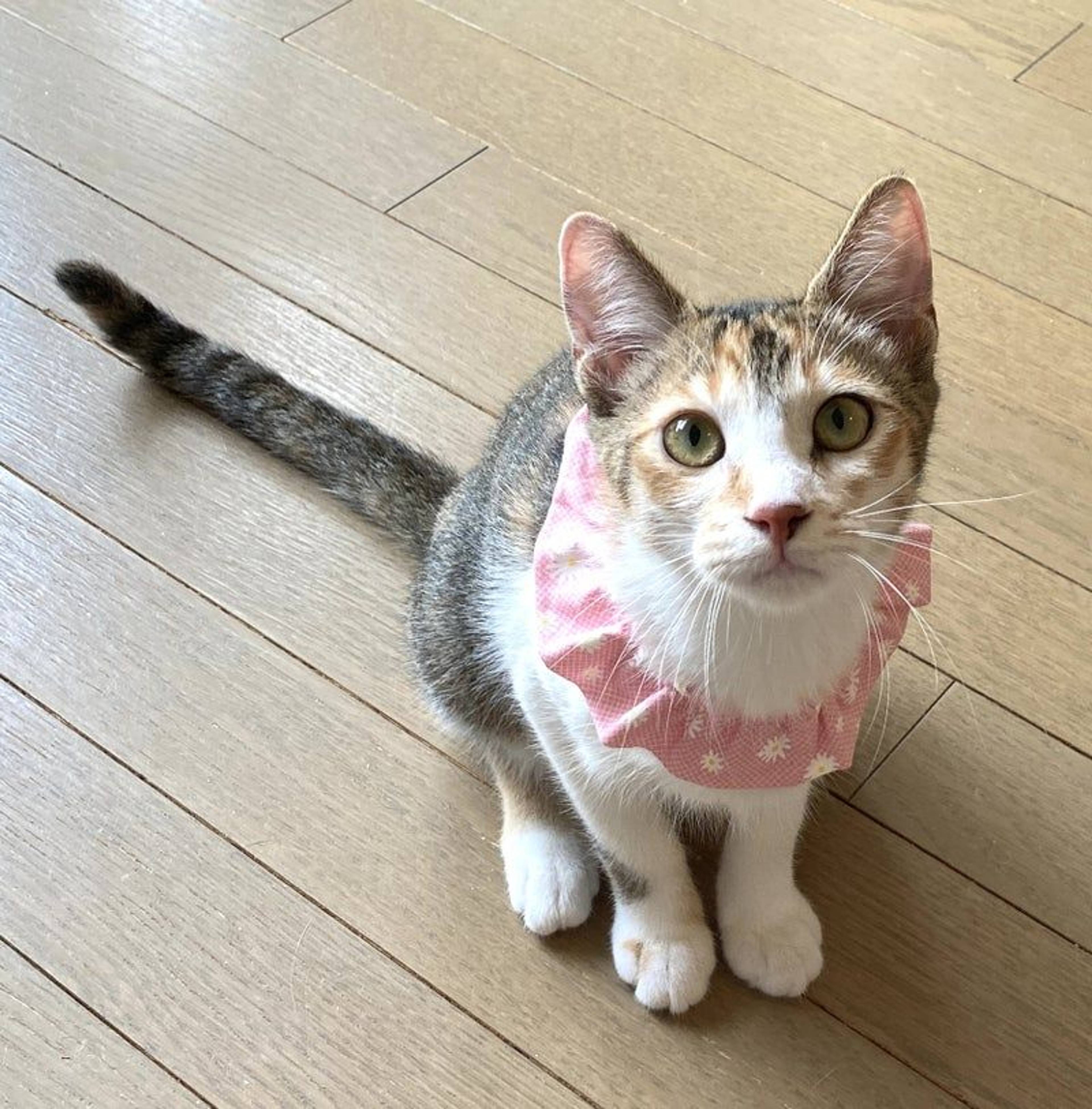 日本猫・メスの里親募集の写真