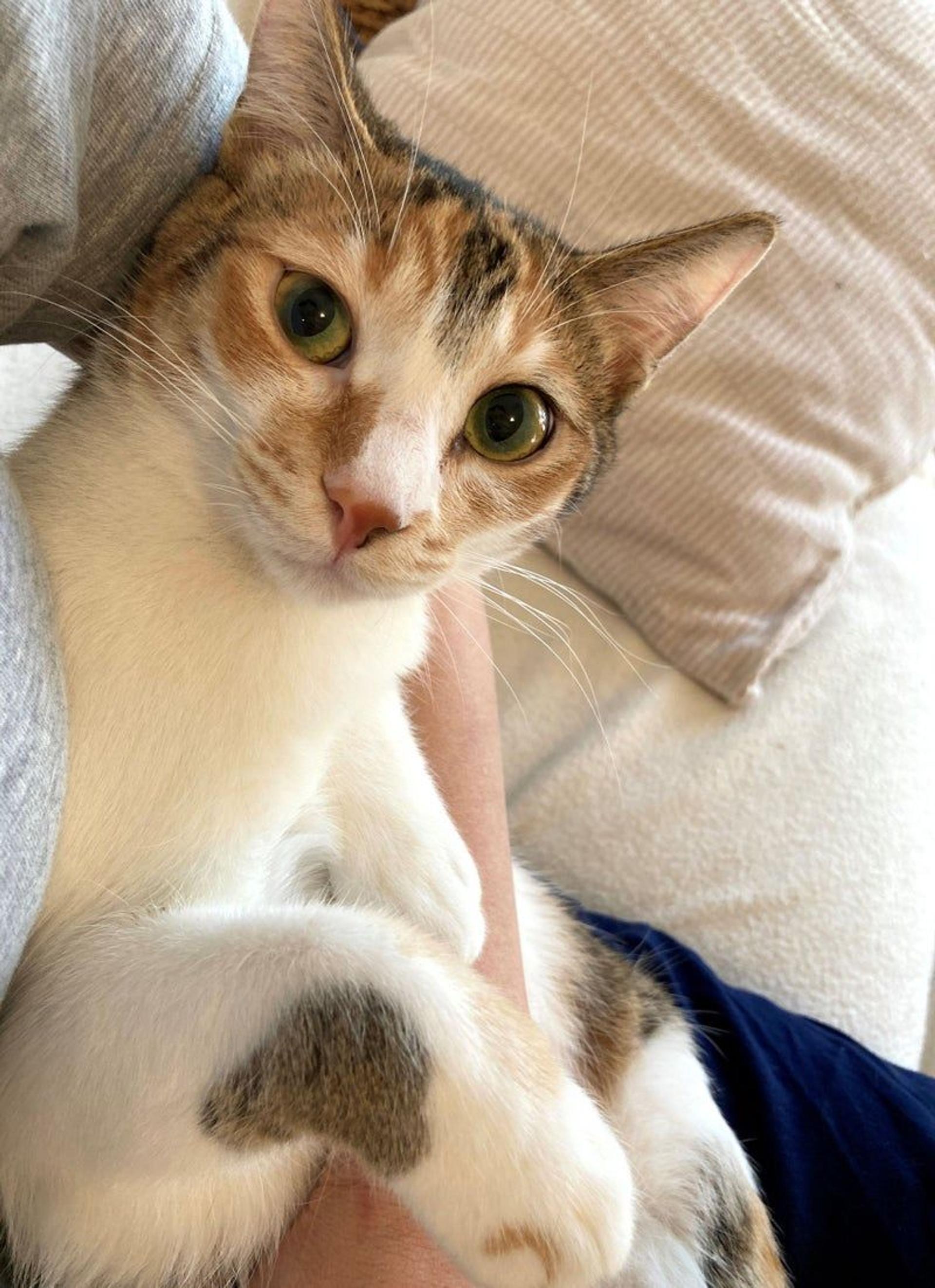 pet-image-2