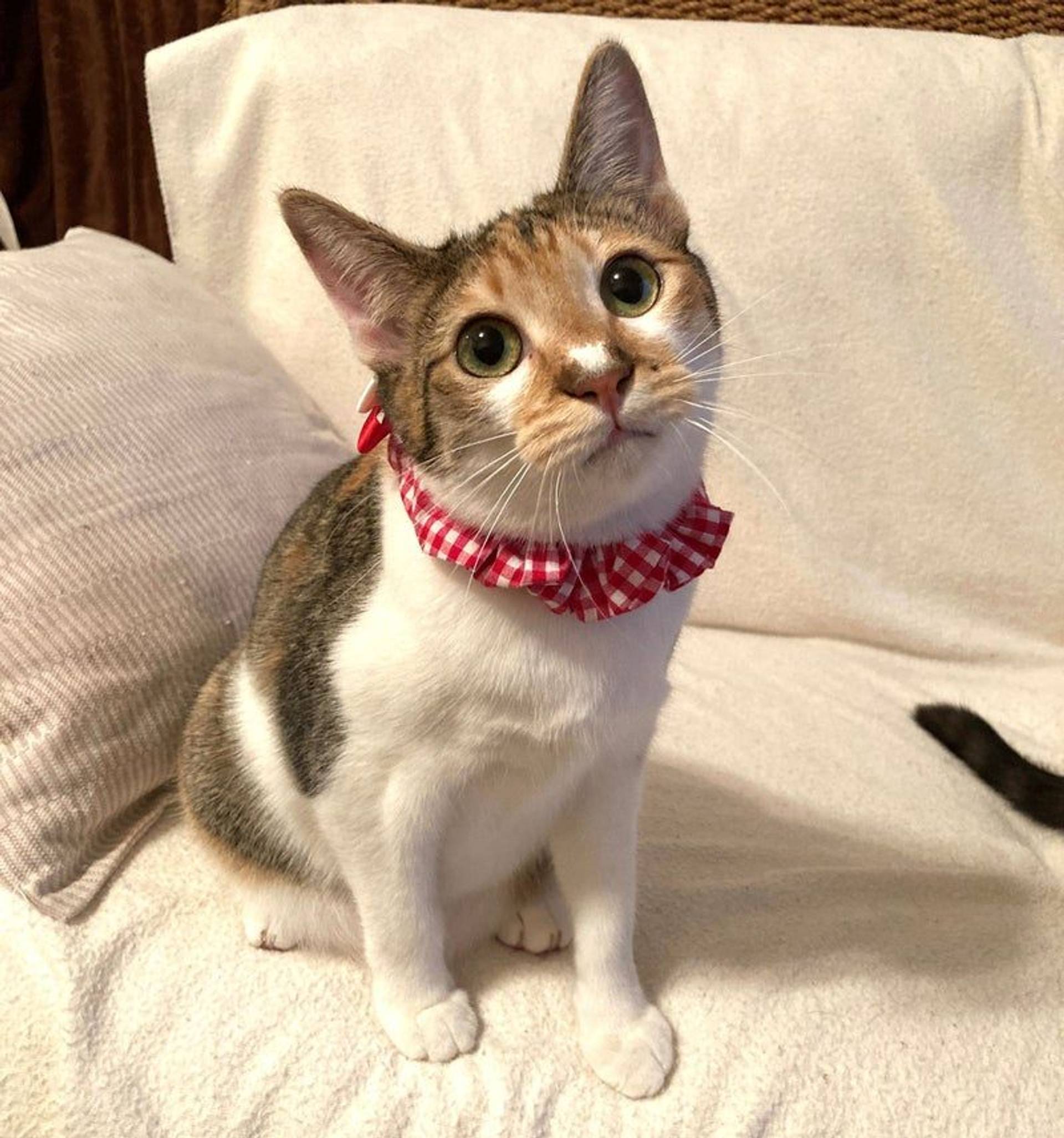 日本猫・メスの里親募集の写真