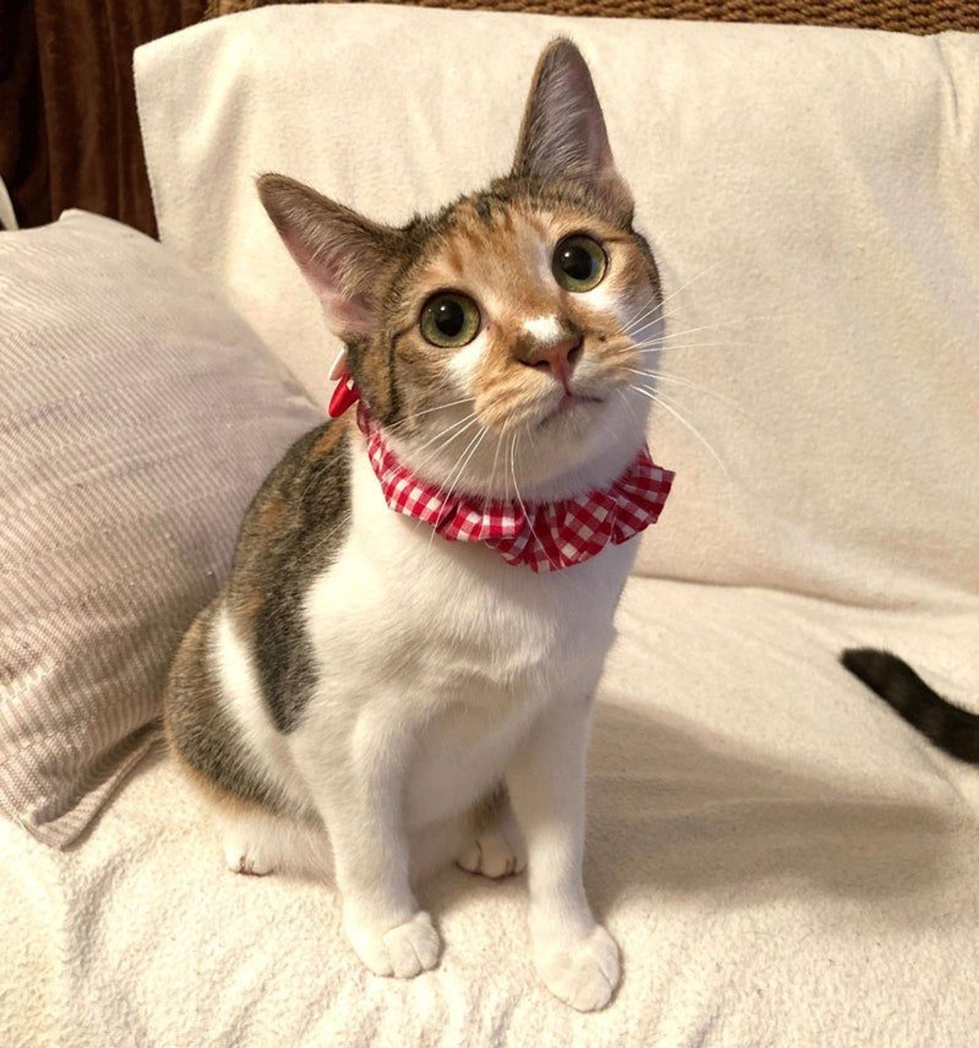 日本猫・メスの里親募集の写真