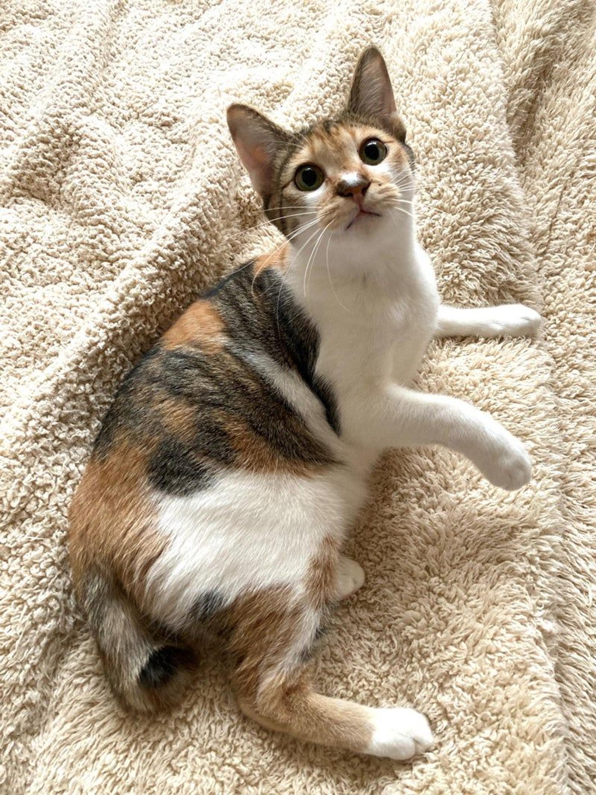 pet-image-3