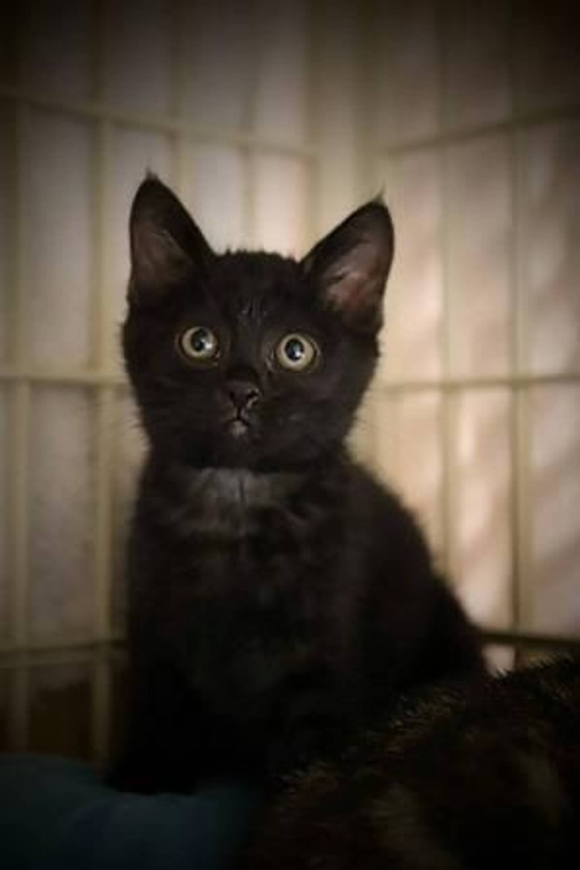 雑種（ミックス猫）・オスの里親募集の写真