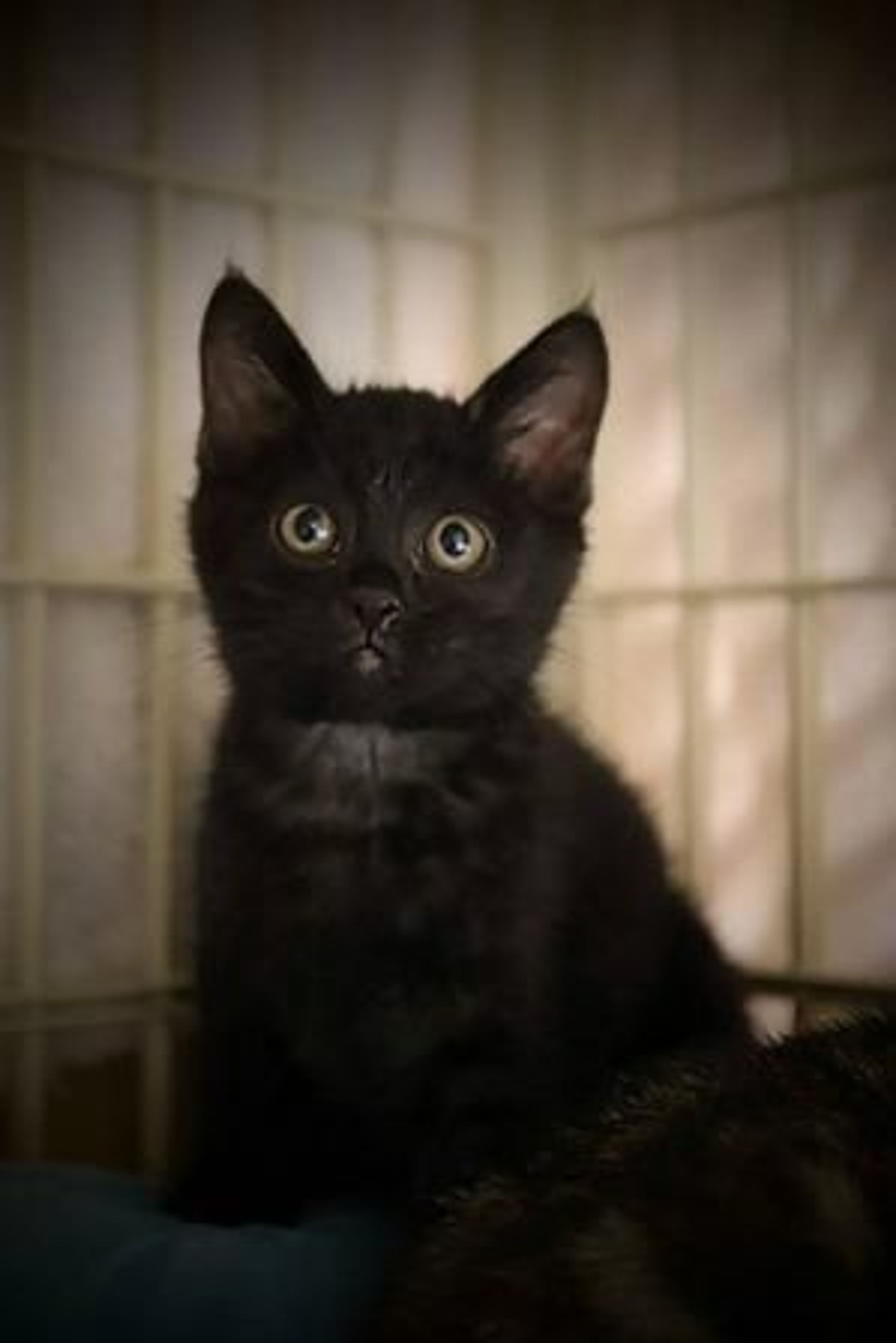 雑種（ミックス猫）・オスの里親募集の写真