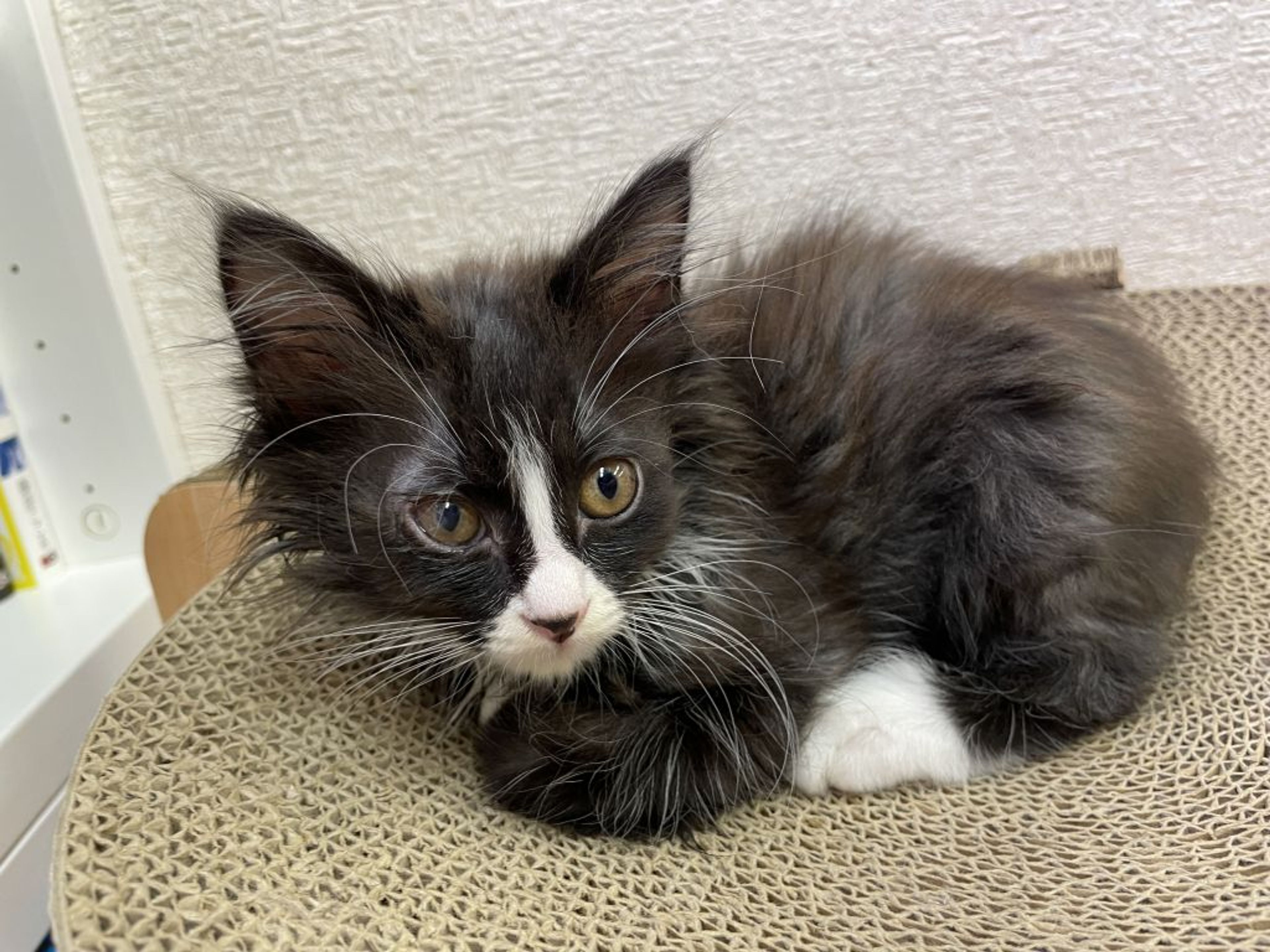雑種（ミックス猫）・メスの里親募集の写真