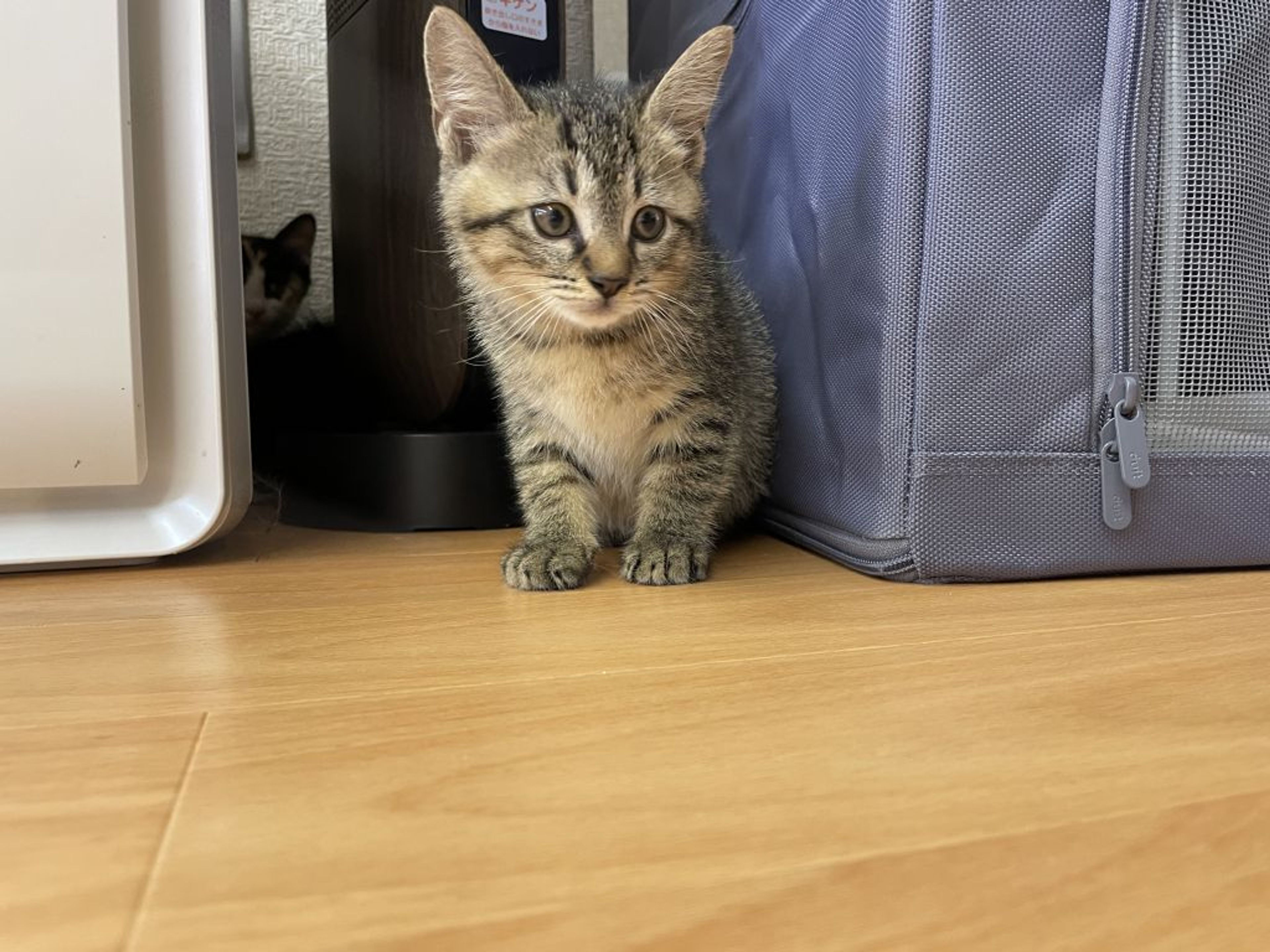 雑種（ミックス猫）・オスの里親募集の写真