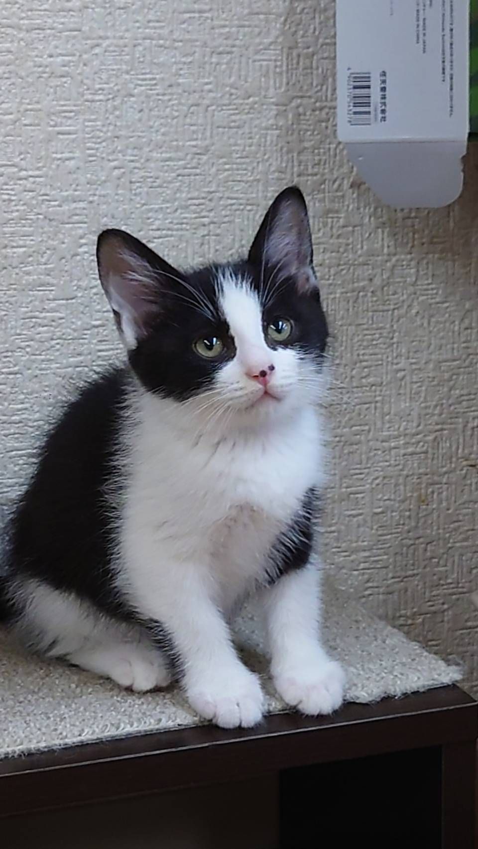綺麗なハチワレ、人慣ればっちり | 雑種（ミックス猫） | 猫