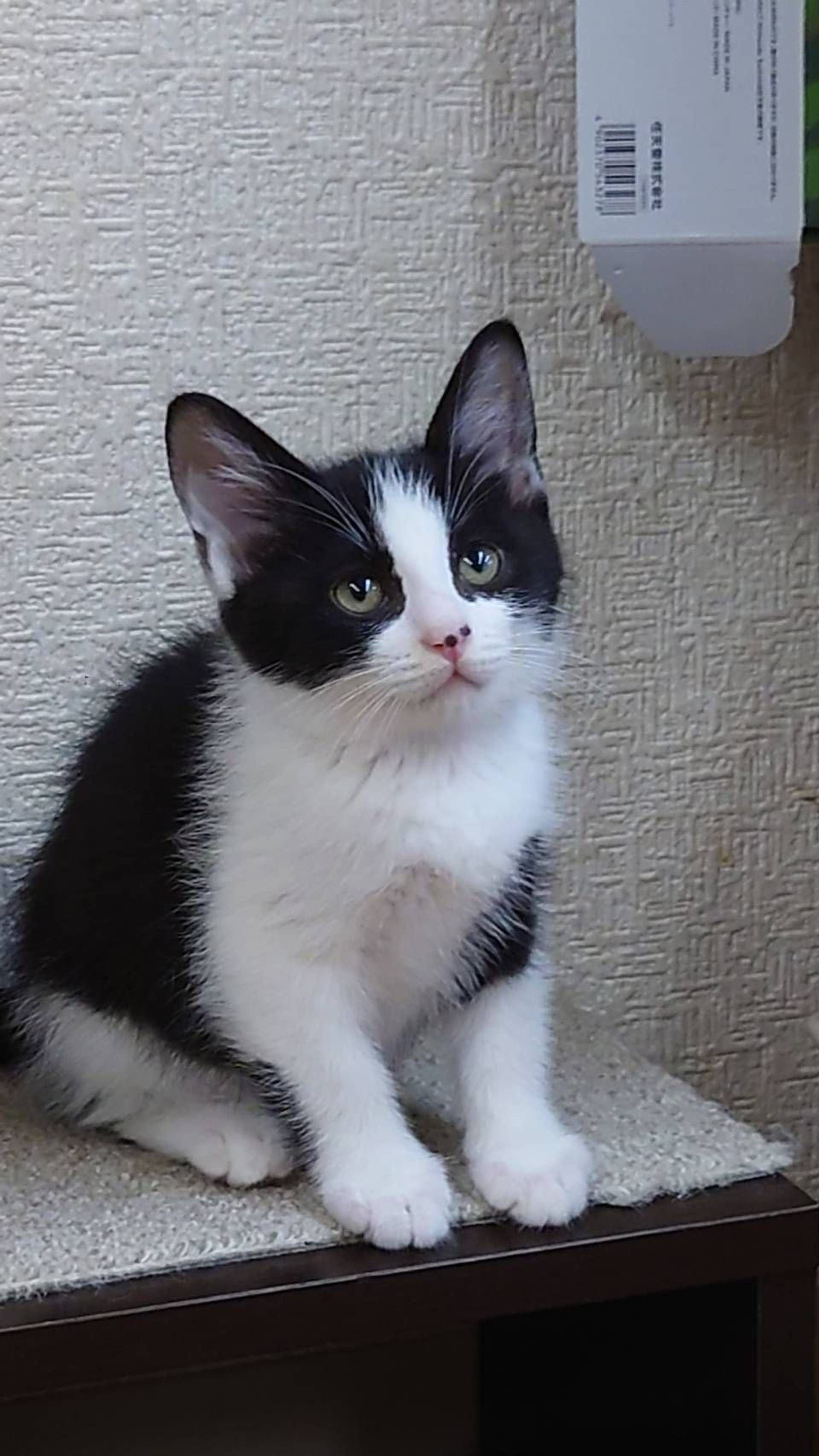 雑種（ミックス猫）・メスの里親募集の写真