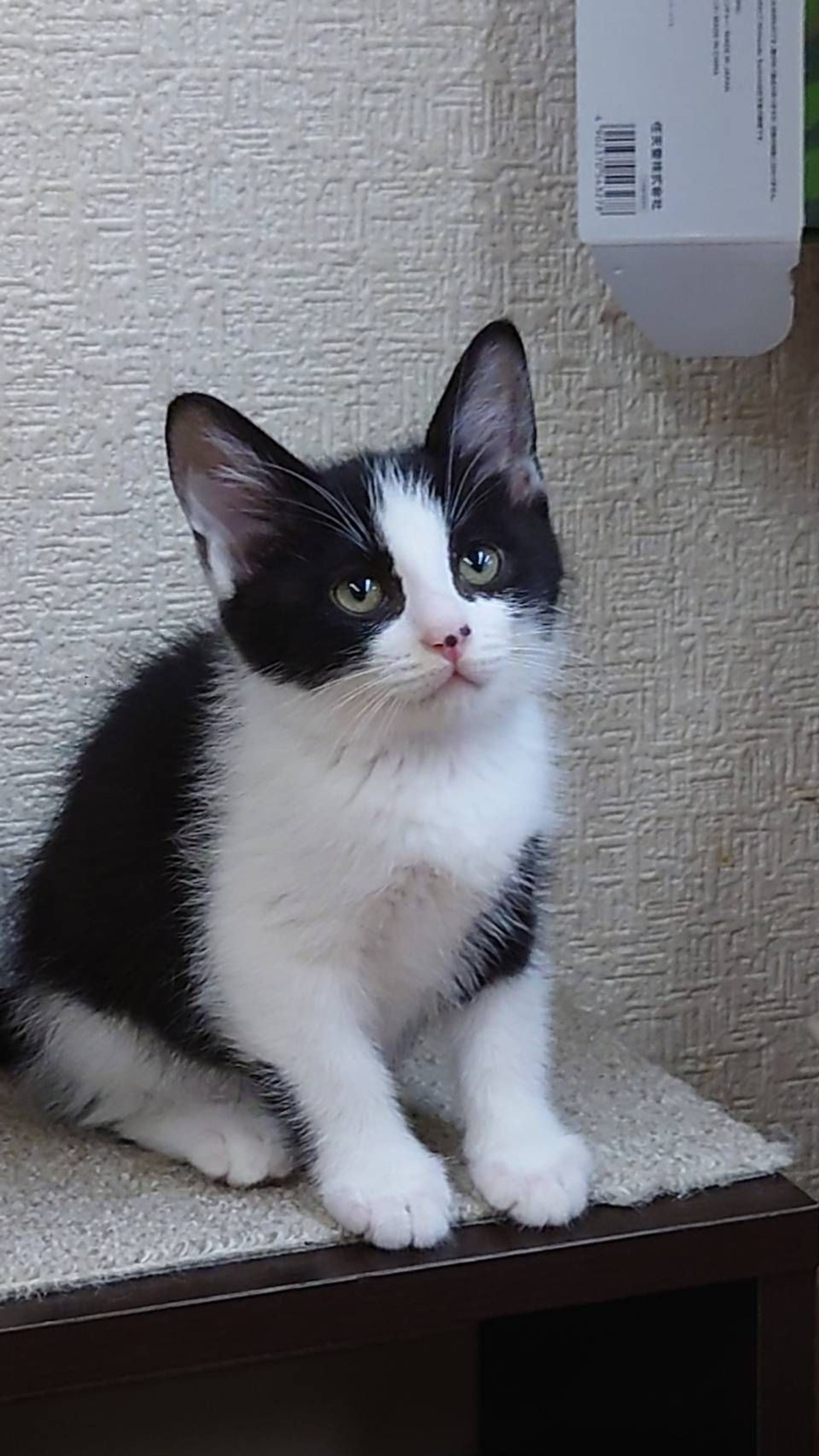 雑種（ミックス猫）・メスの里親募集の写真