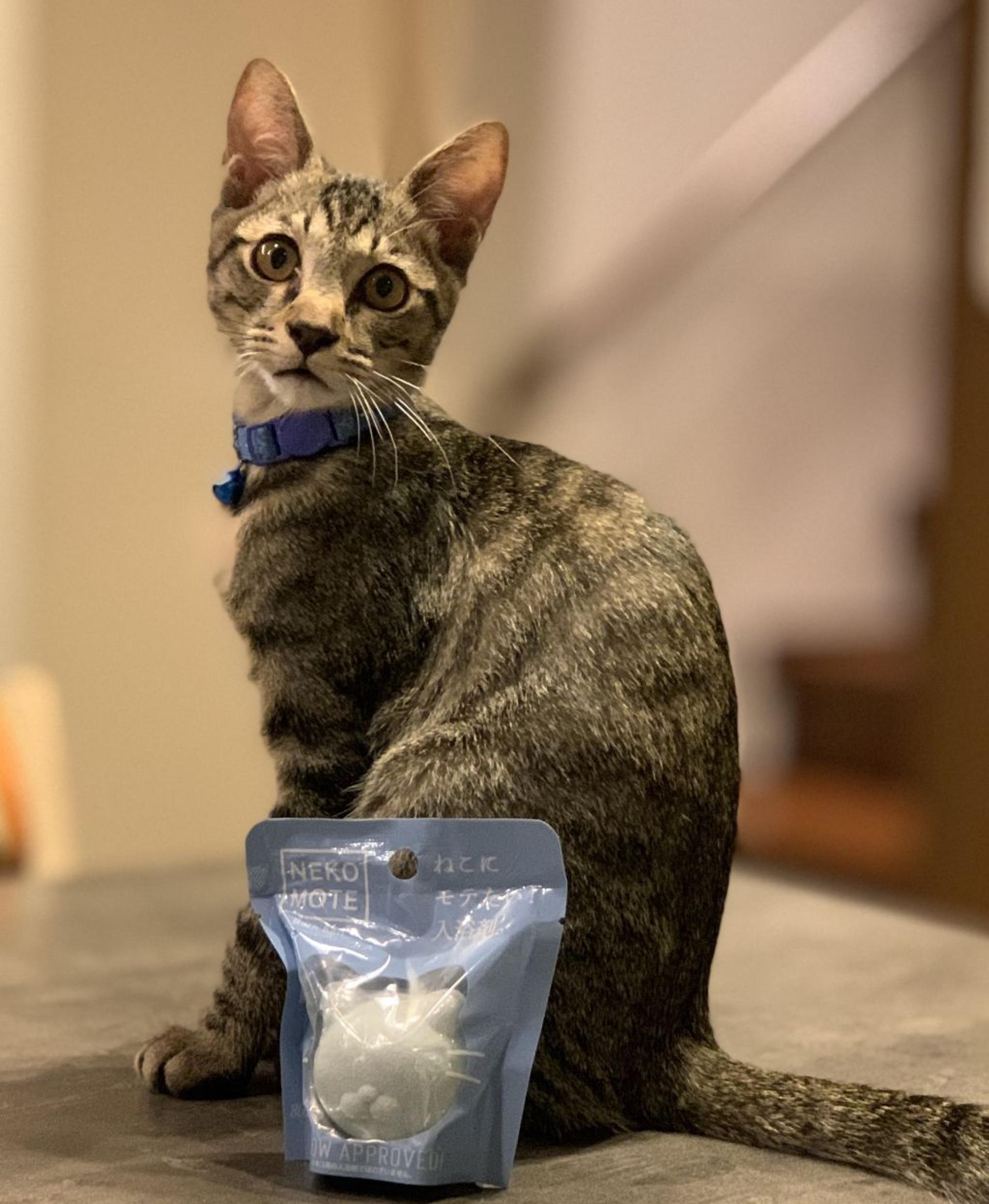 pet-image-2