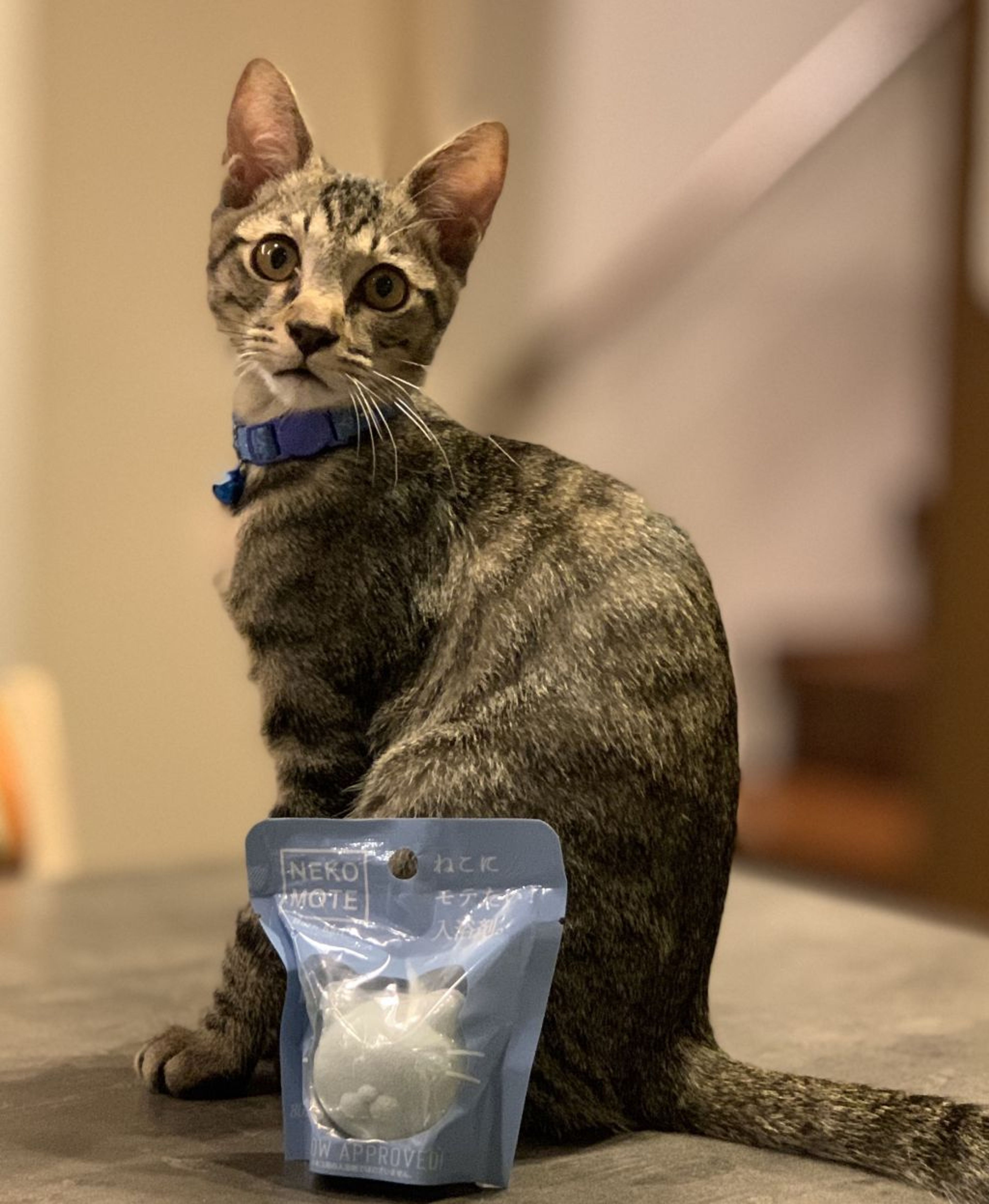 pet-image-2