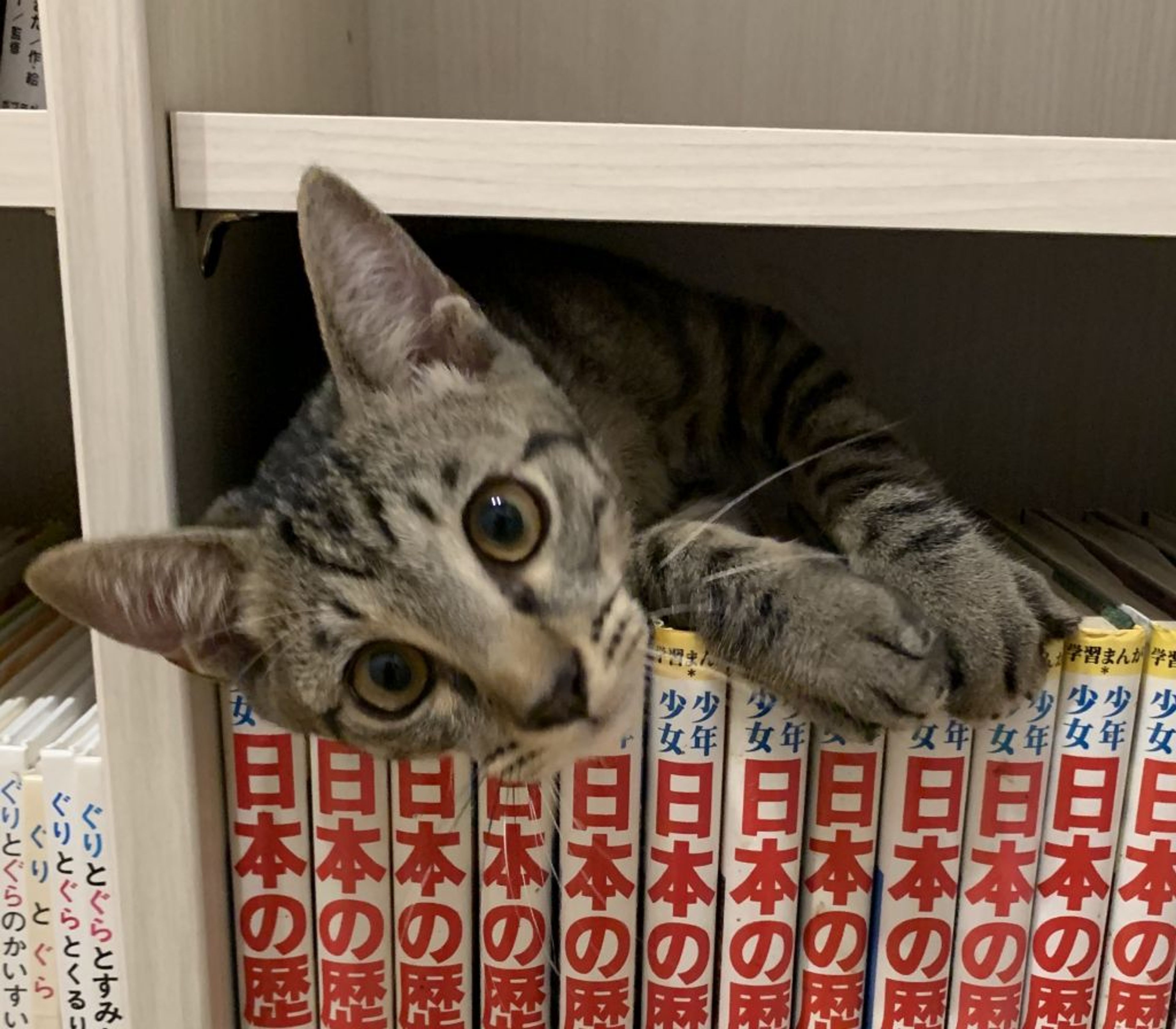 pet-image-4