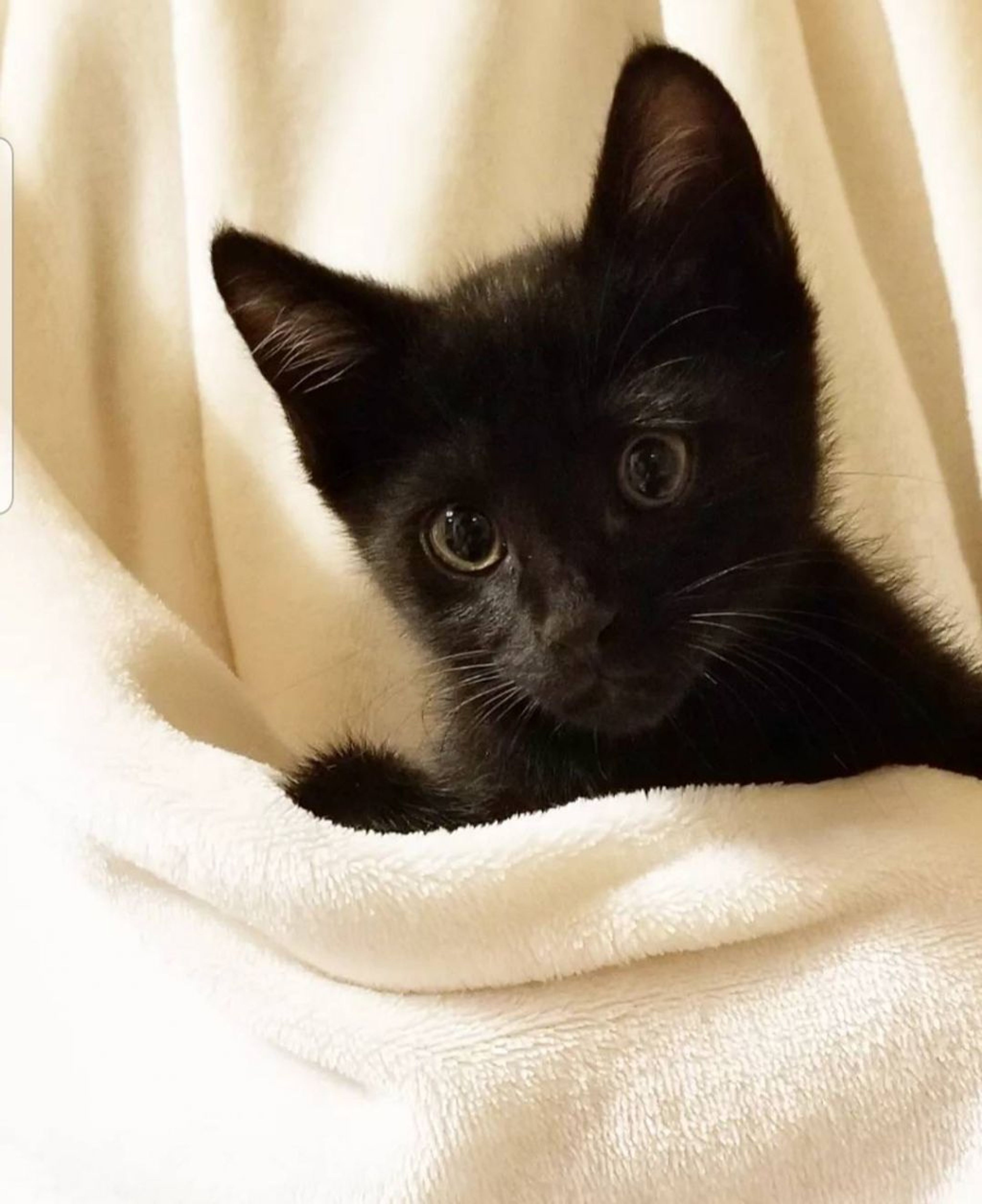 pet-image-4