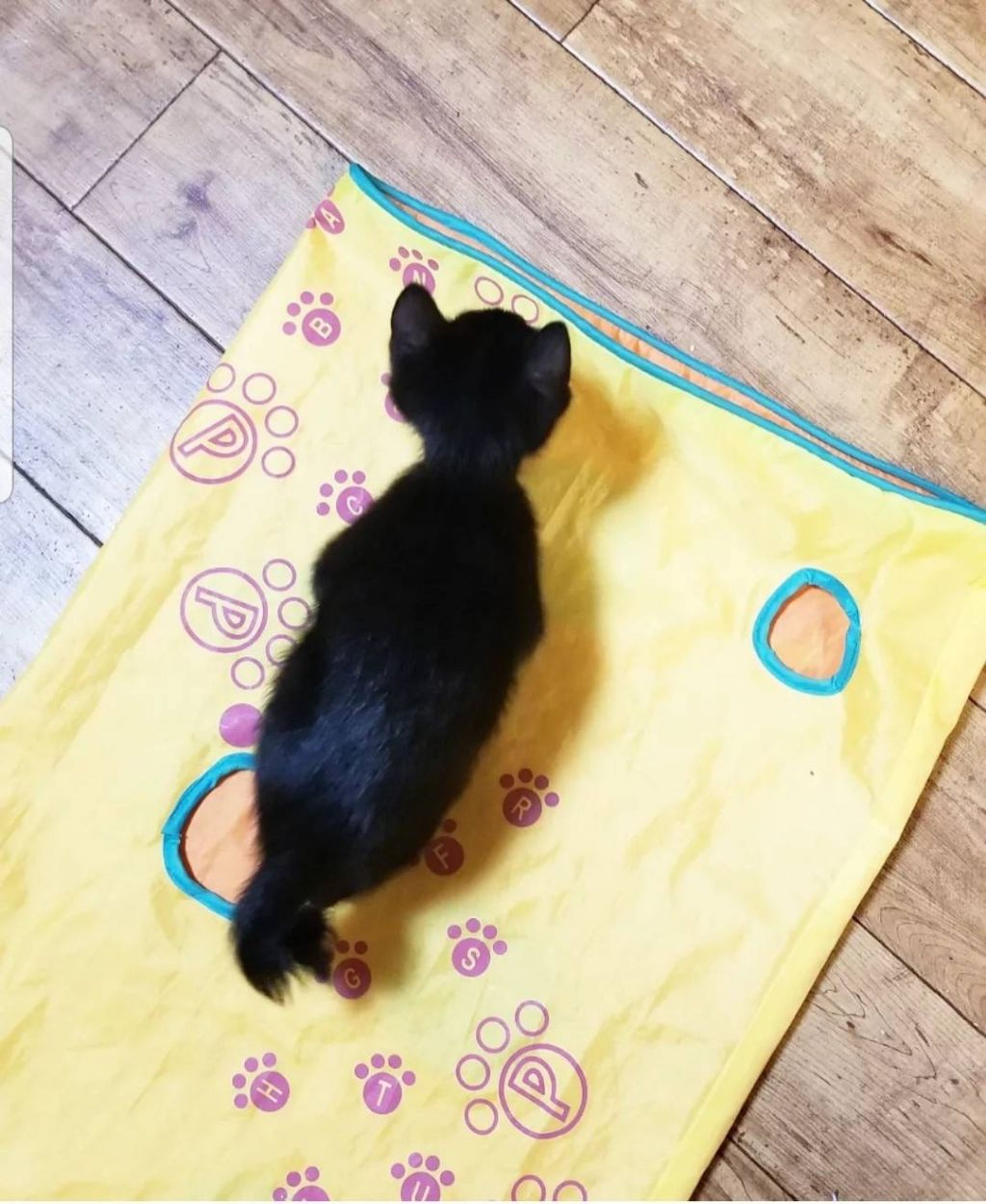 pet-image-6