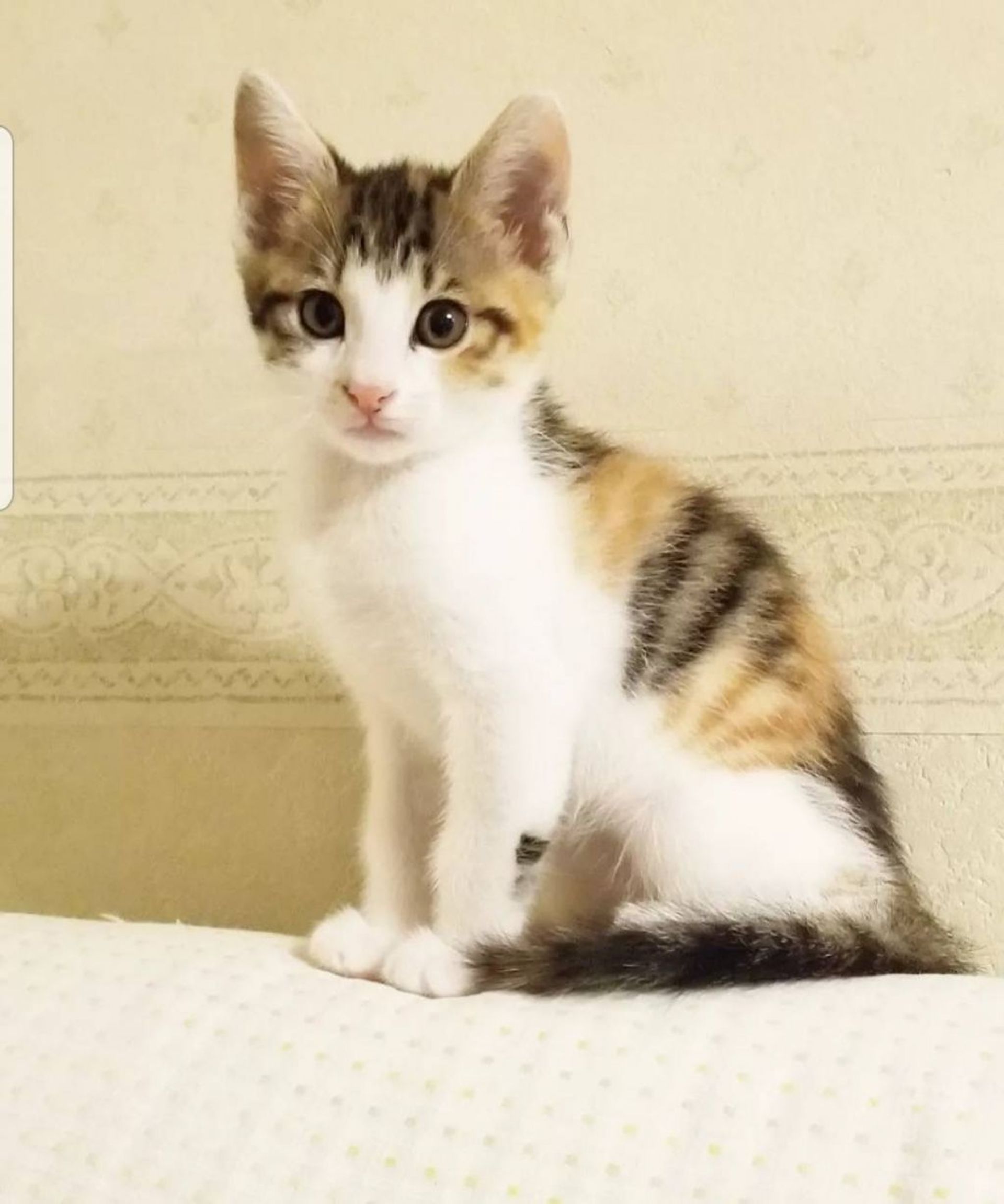雑種（ミックス猫）・メスの里親募集の写真