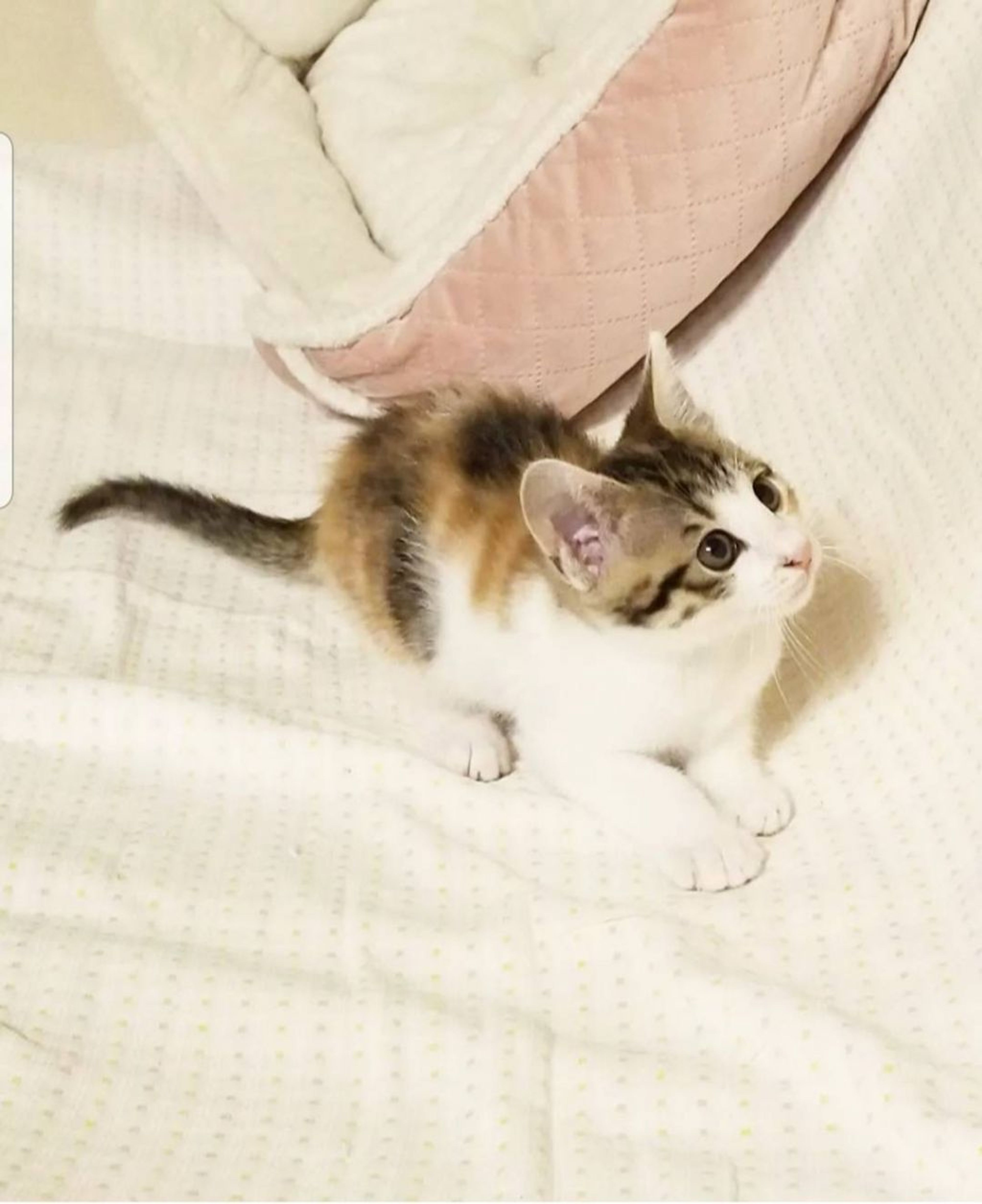 pet-image-3