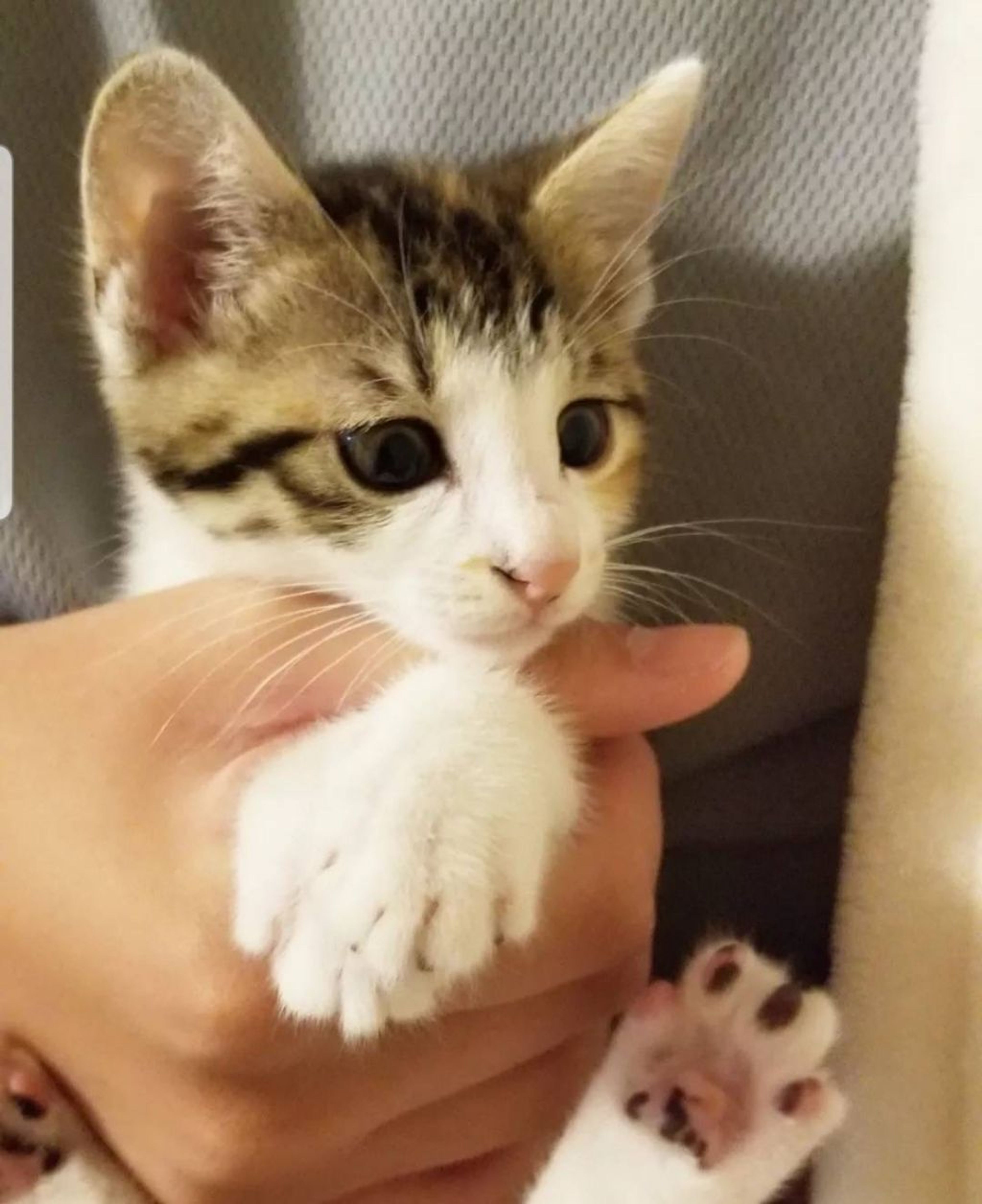 pet-image-4