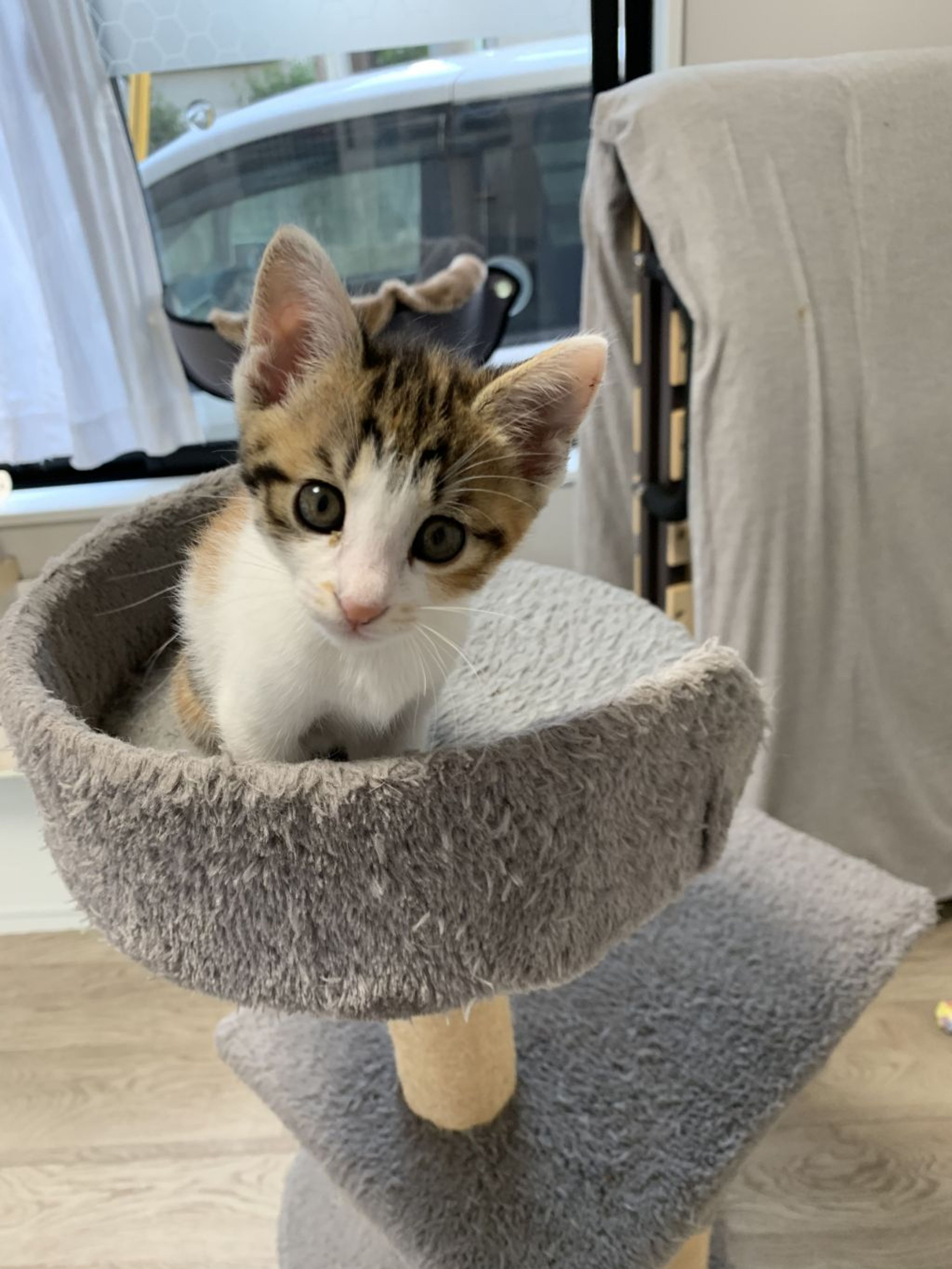 pet-image-6