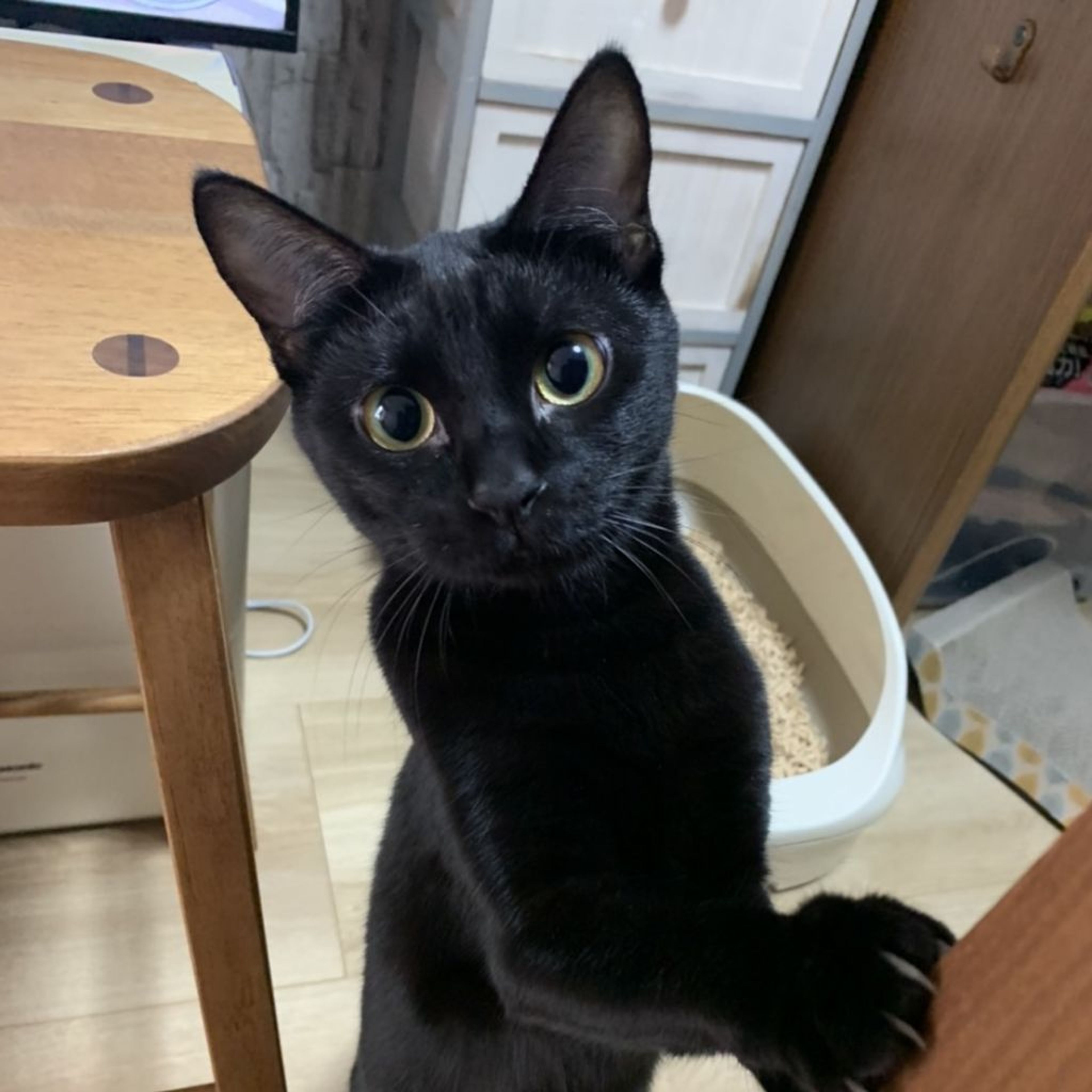 雑種（ミックス猫）・メスの里親募集の写真