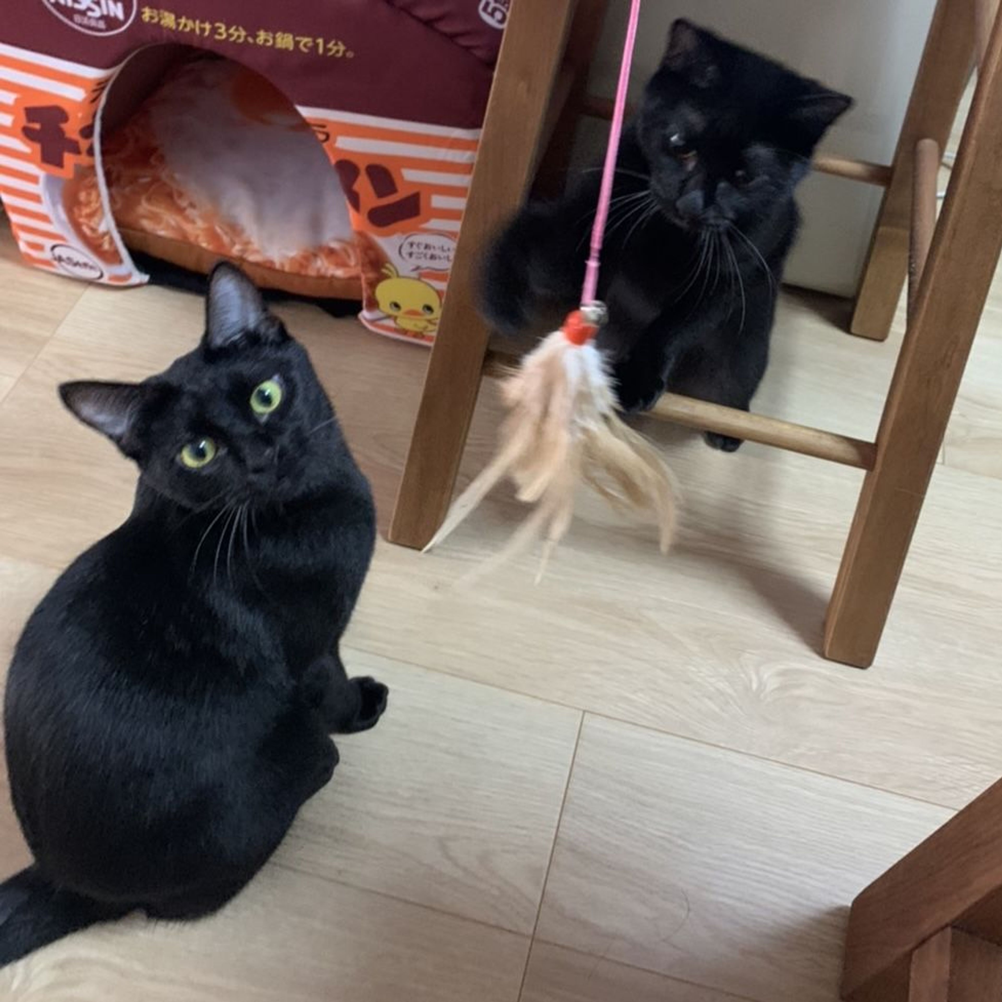 pet-image-2