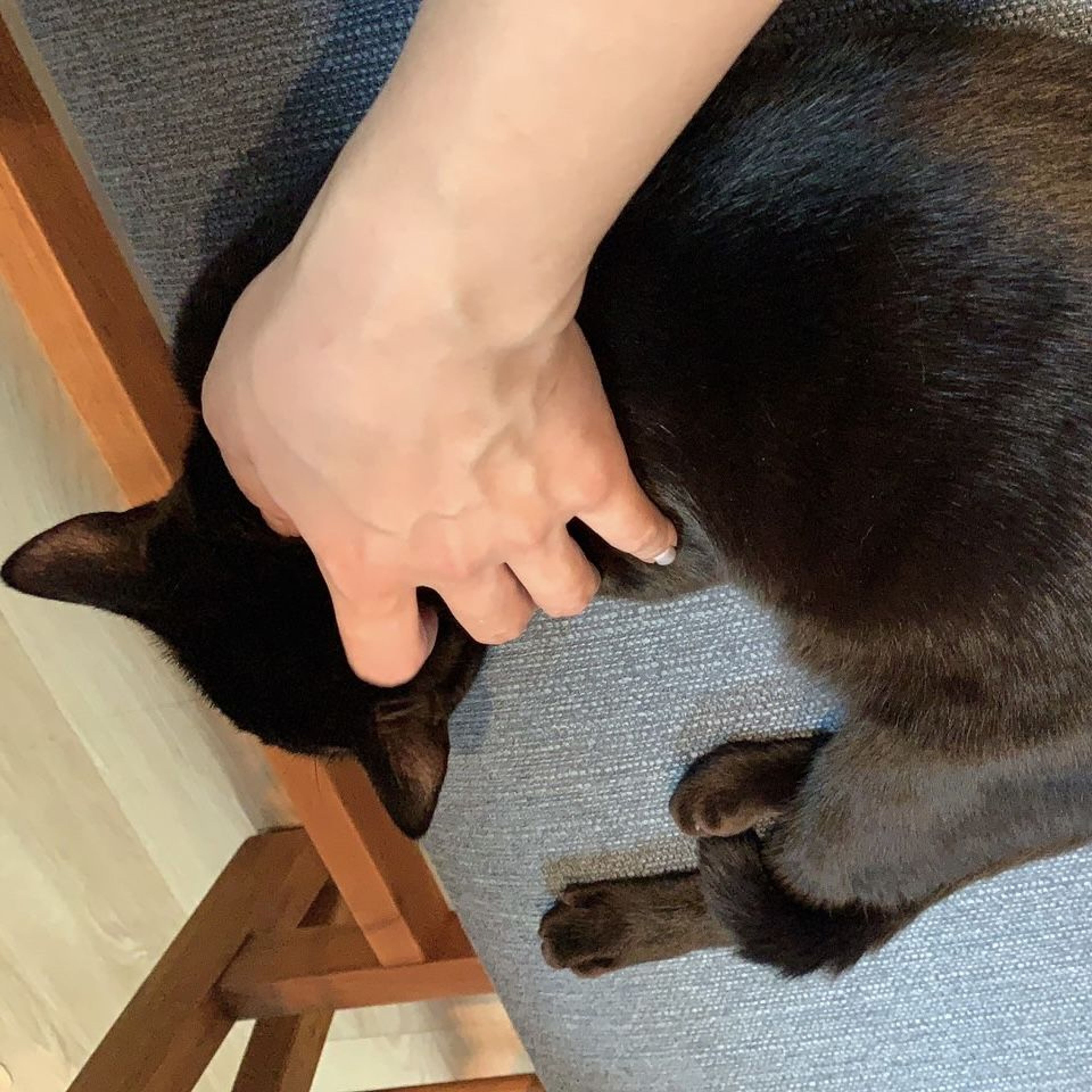 pet-image-4
