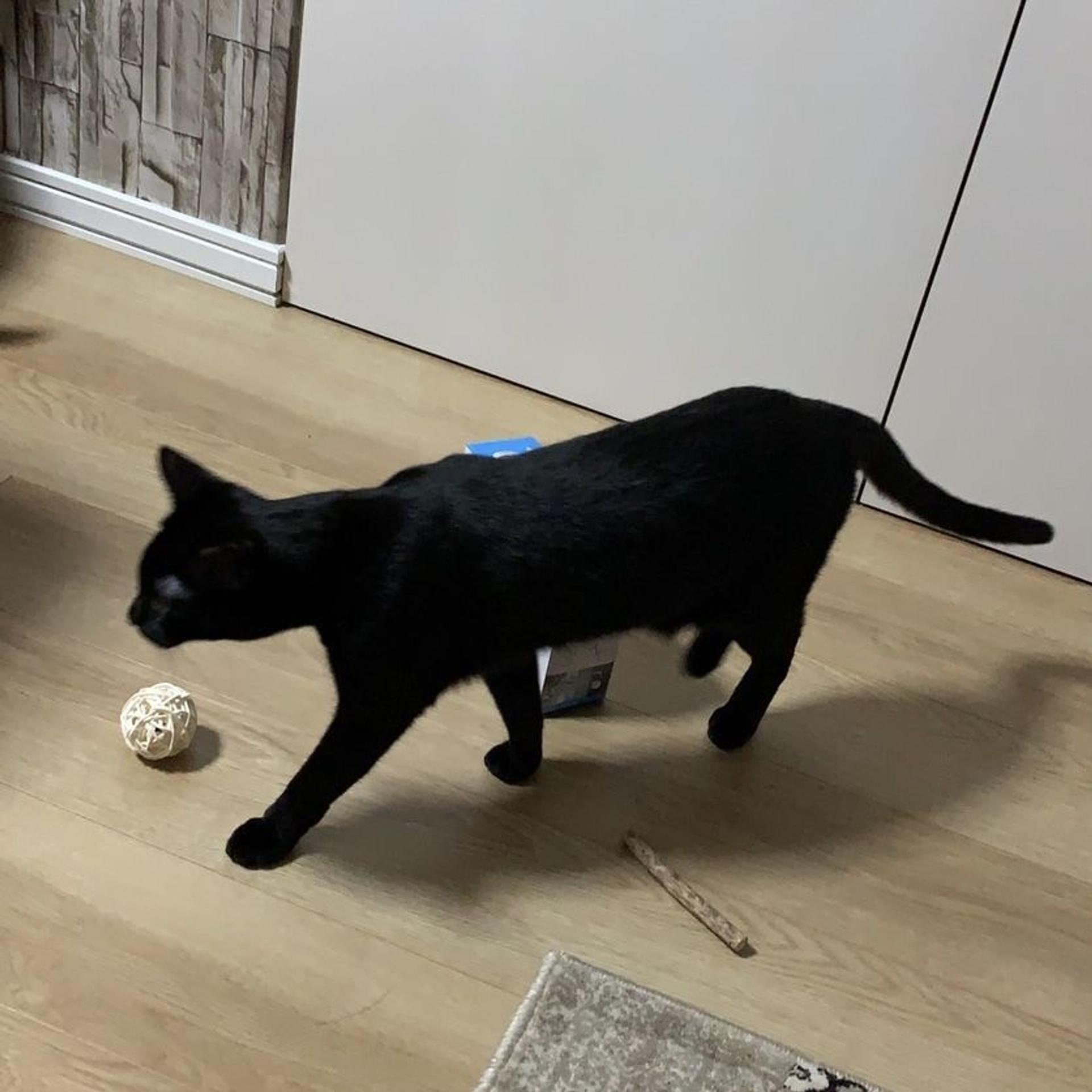 pet-image-5