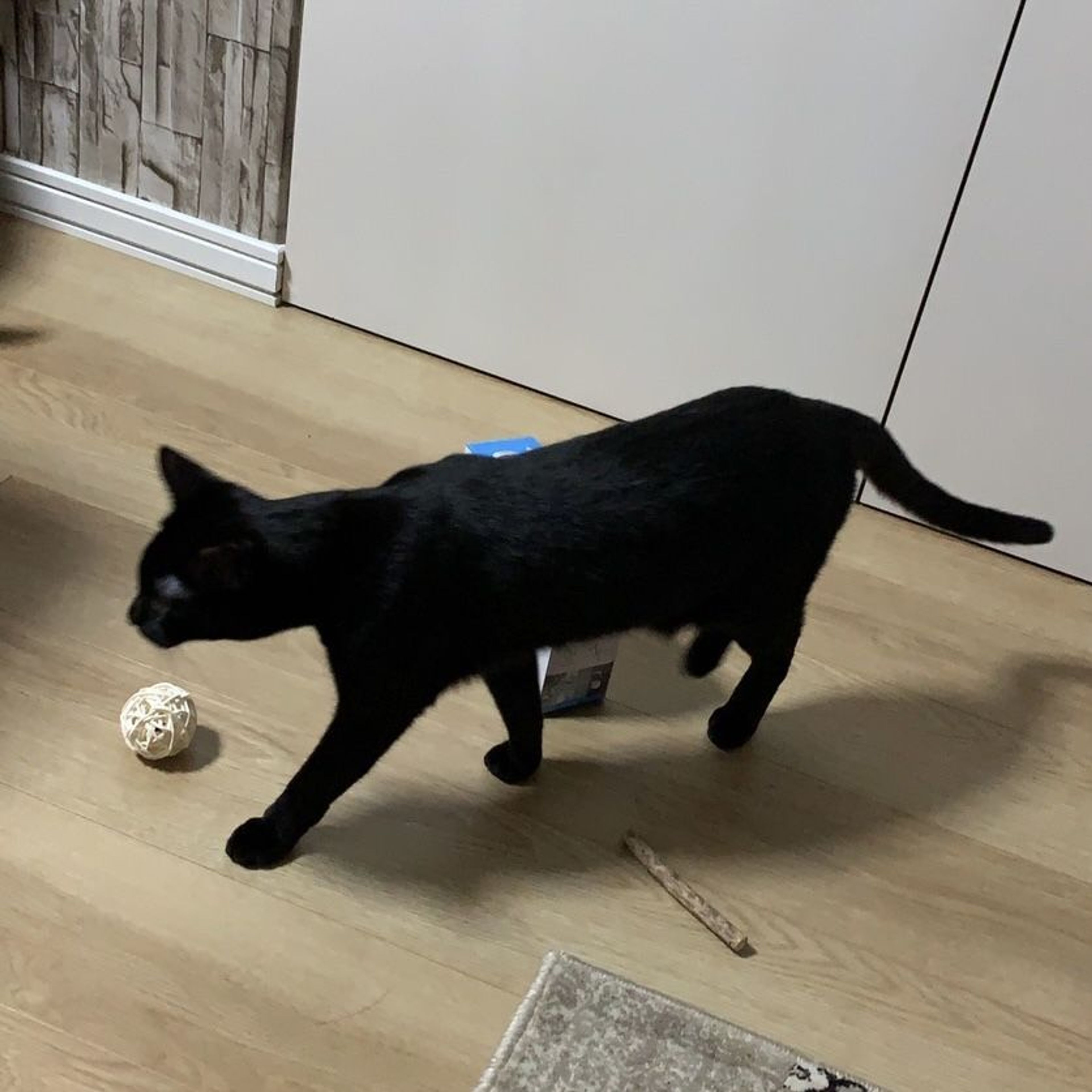 pet-image-5