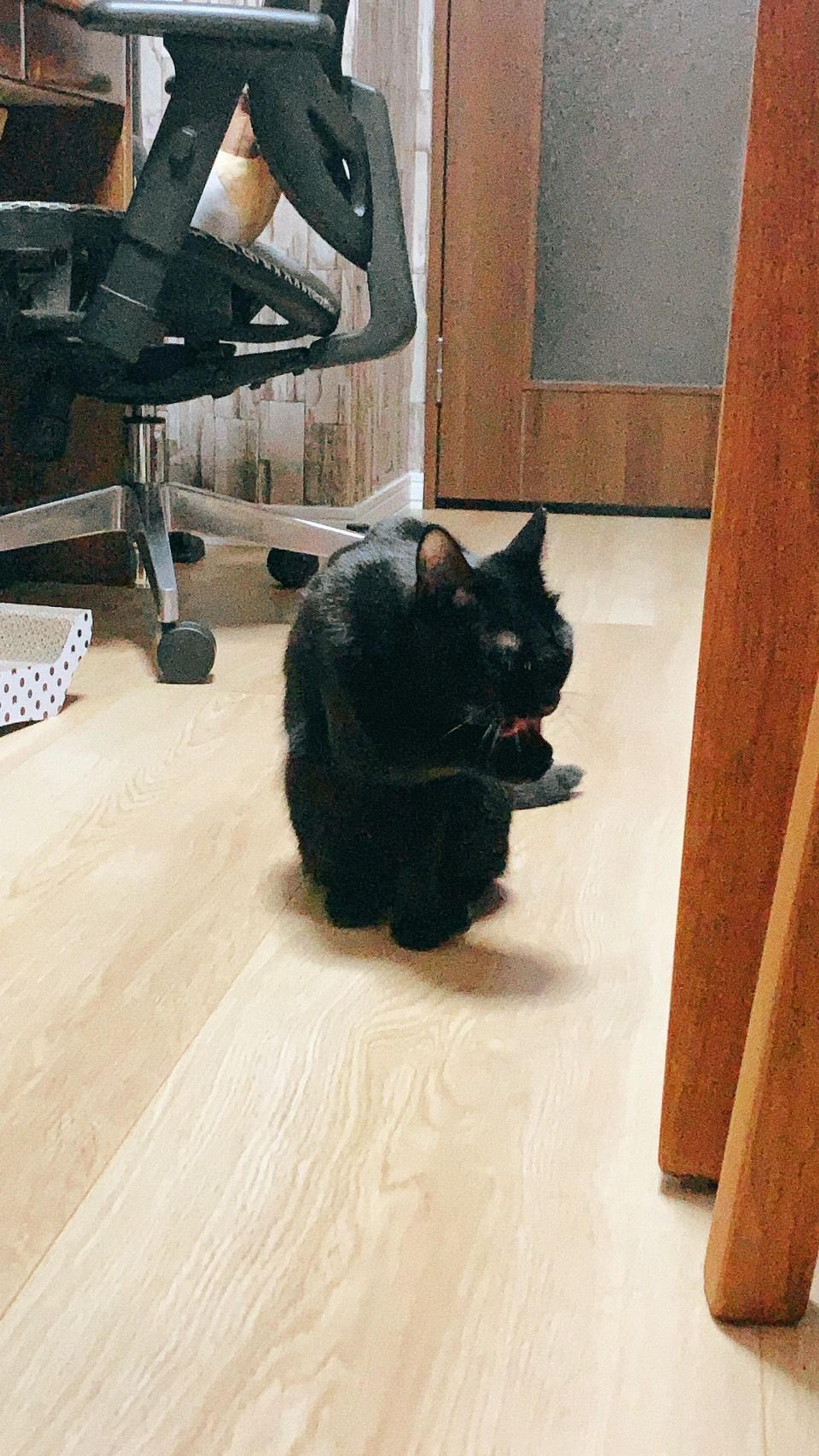 pet-image-6