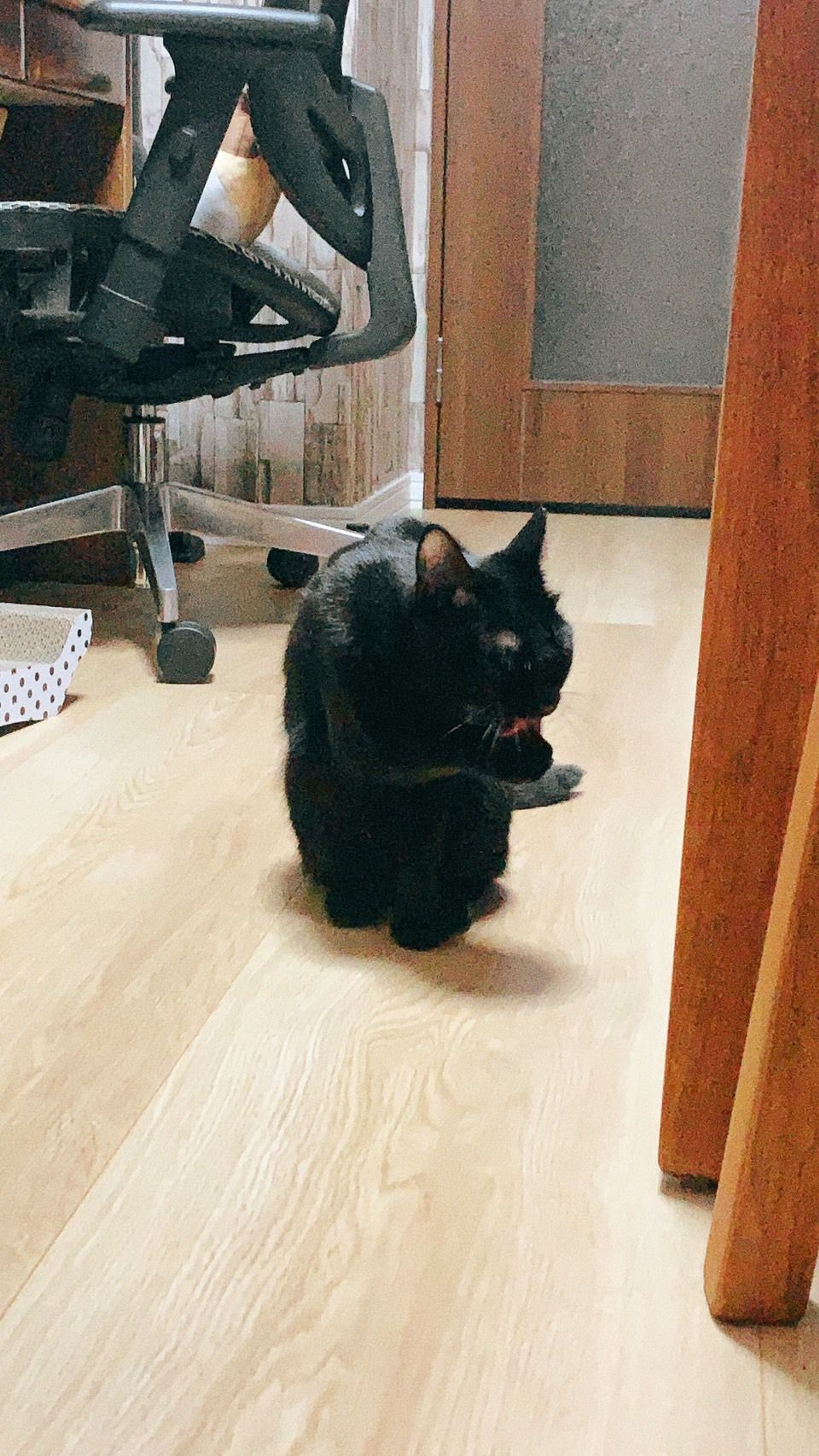 pet-image-6
