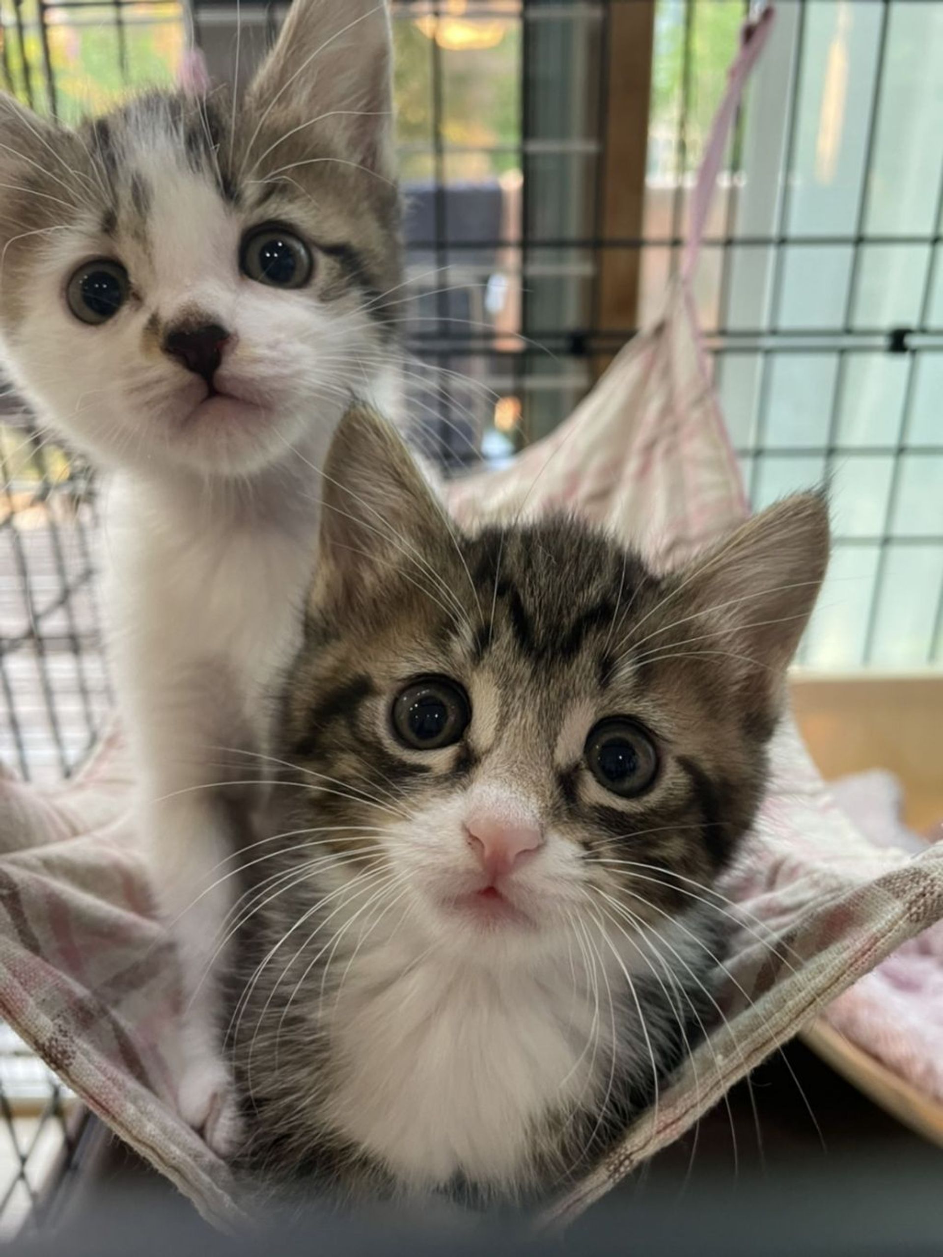 雑種（ミックス猫）・メスの里親募集の写真