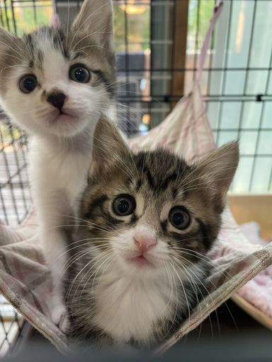 ふう＆りん＆すず＆らんの写真