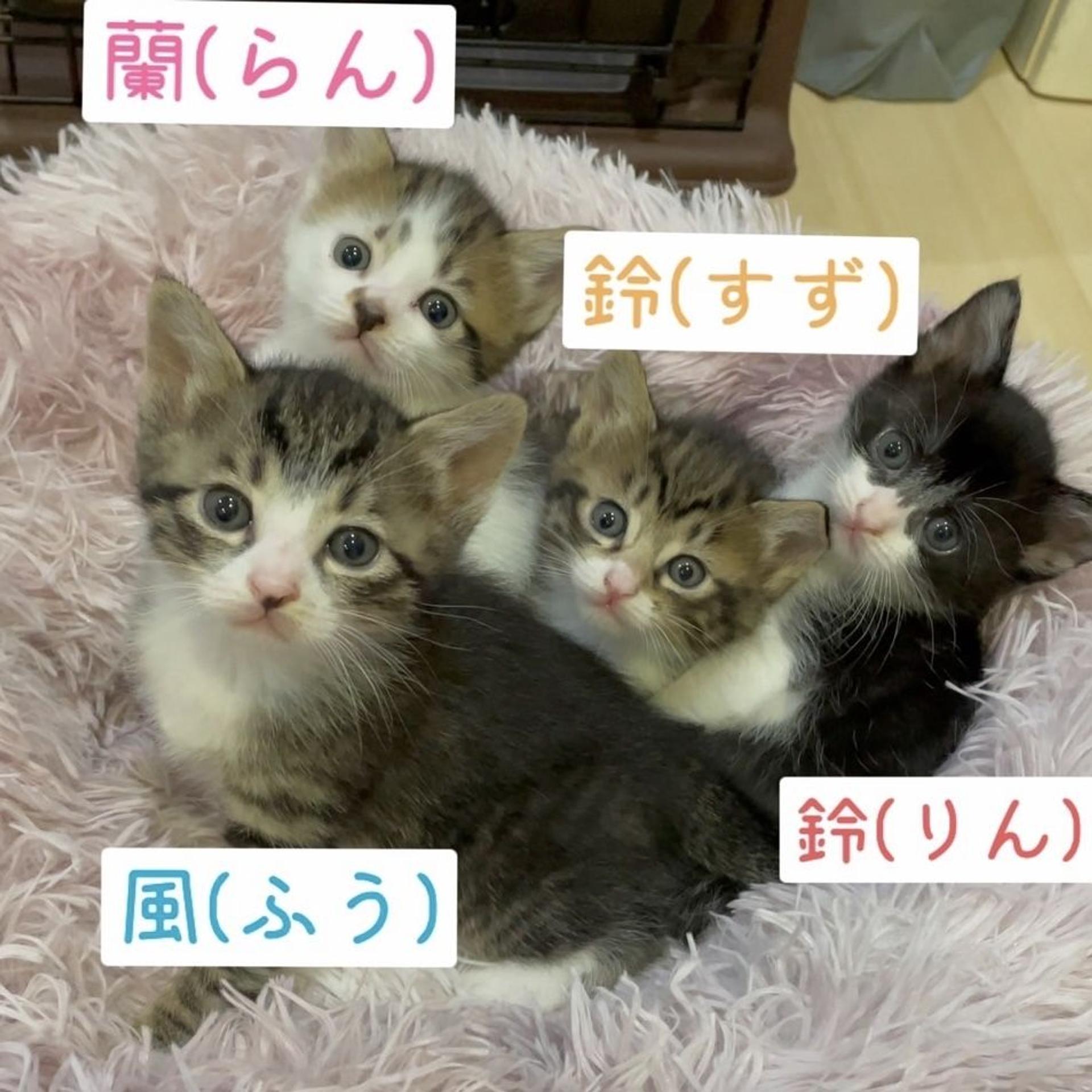 pet-image-3