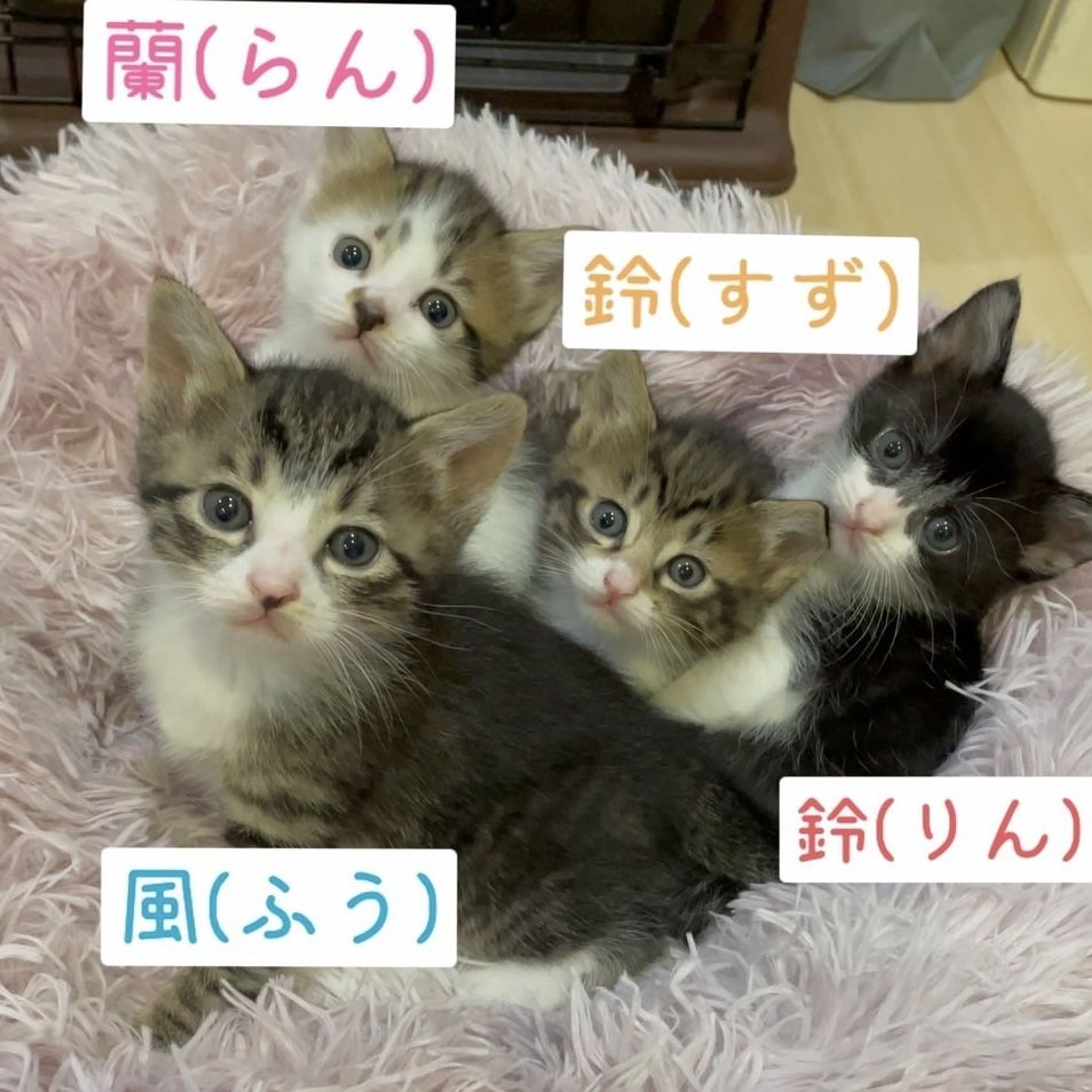 pet-image-3