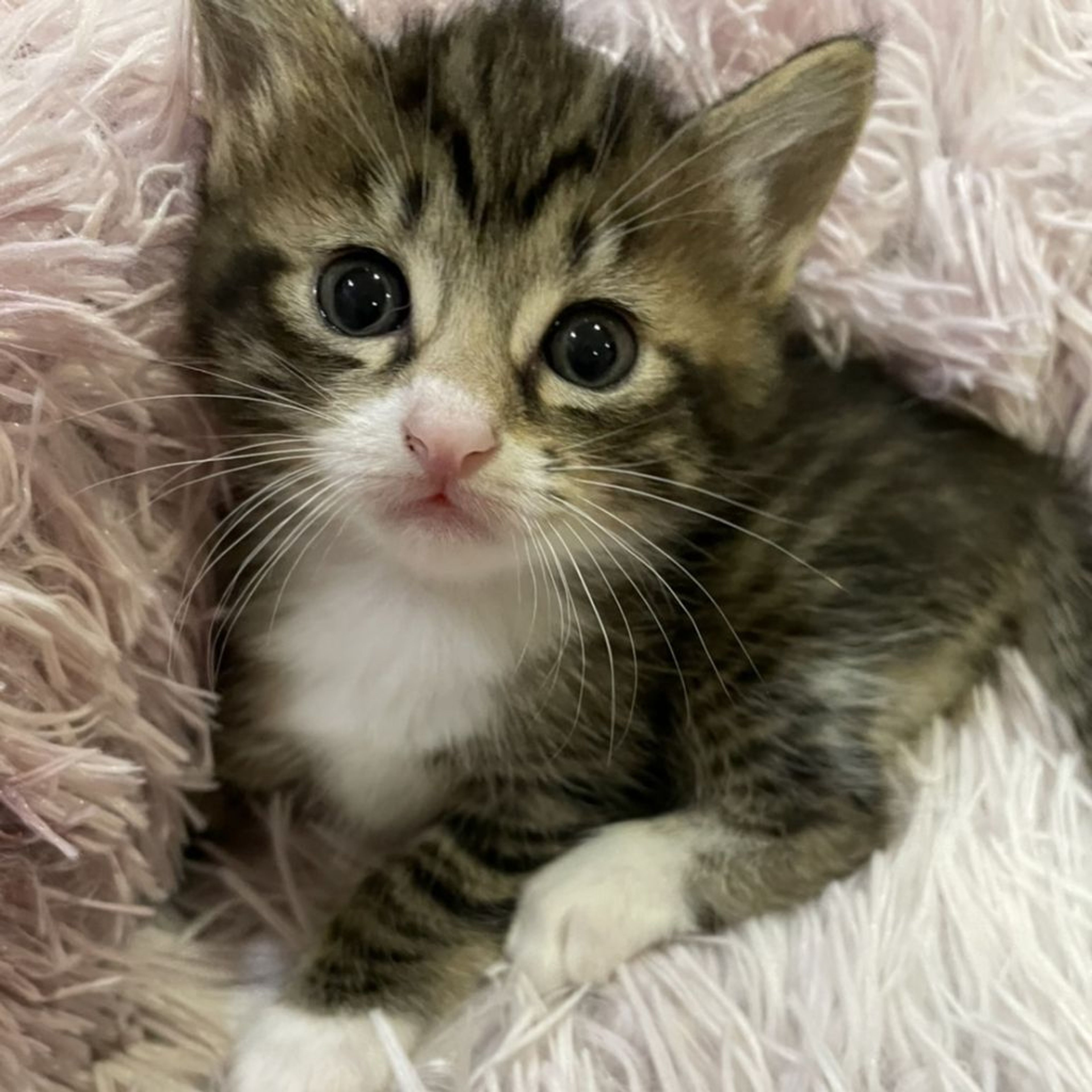 pet-image-8