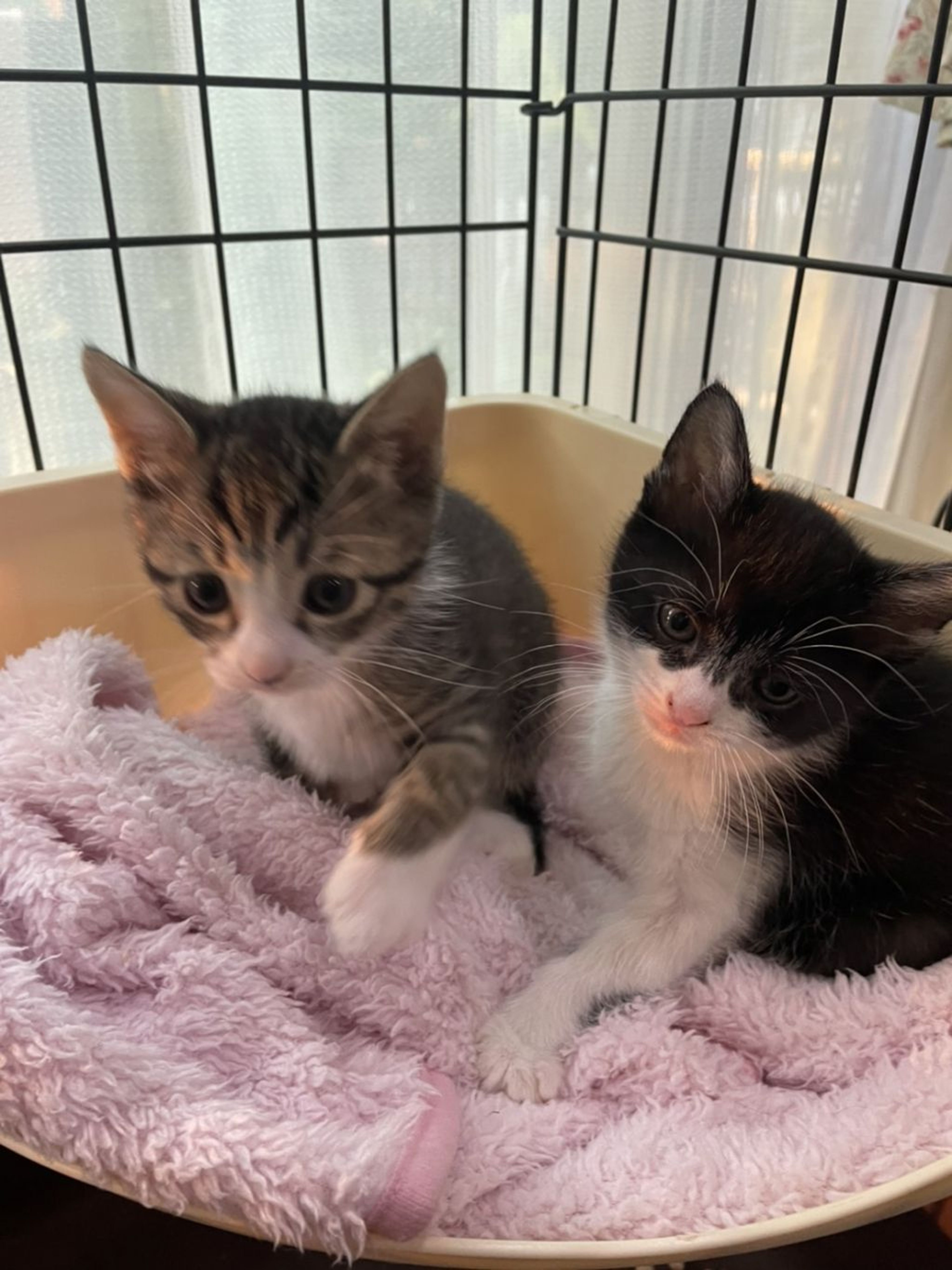pet-image-9