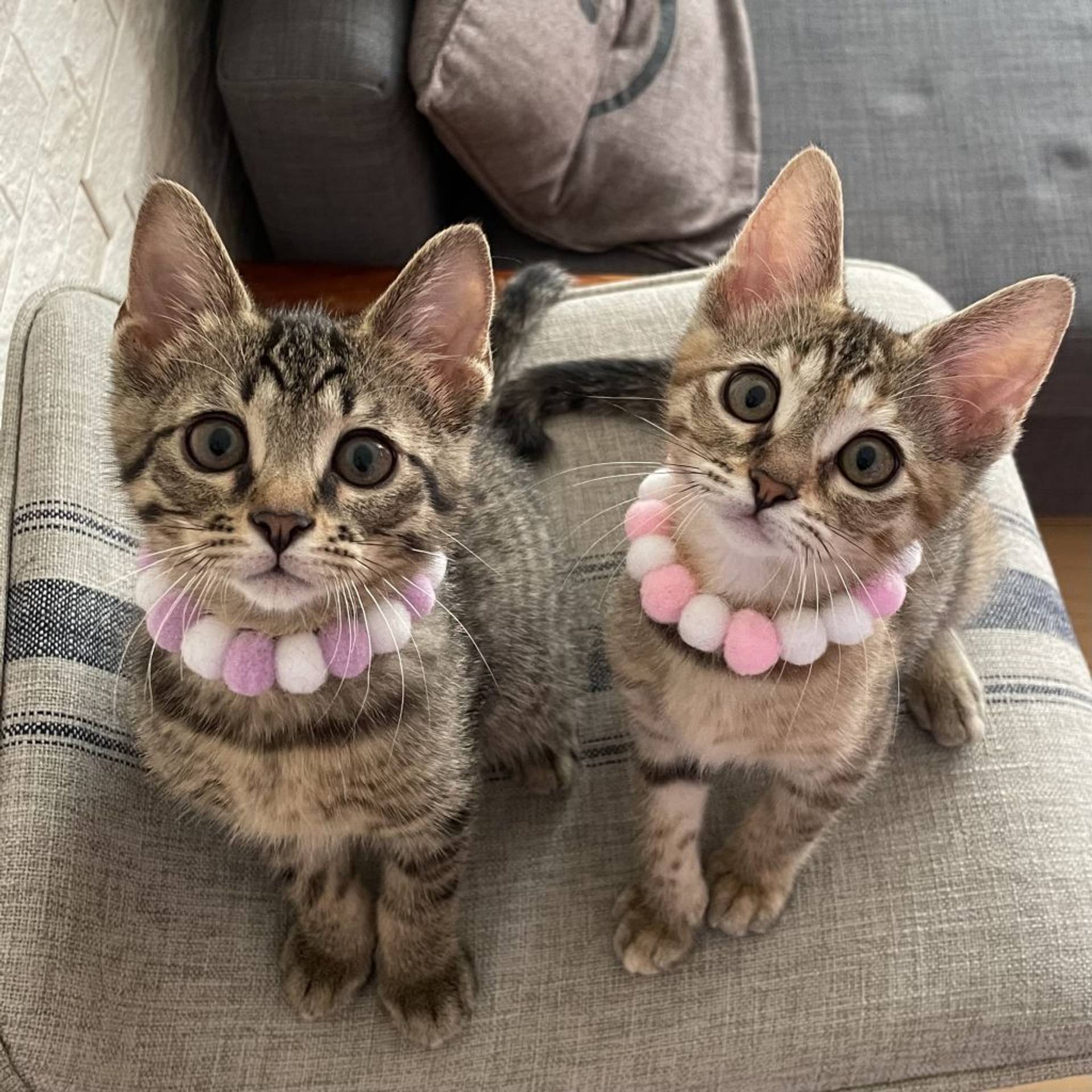 雑種（ミックス猫）・メスの里親募集の写真
