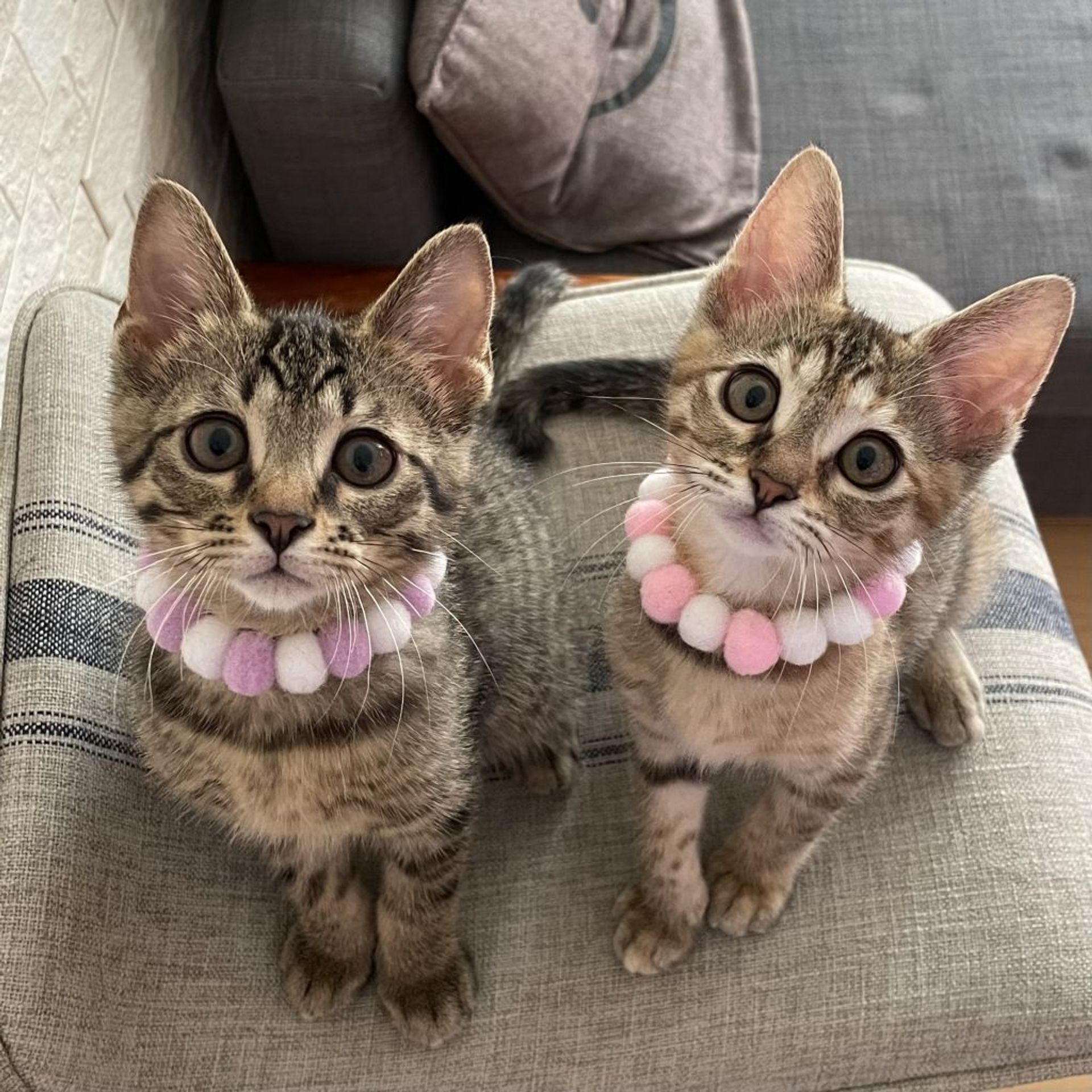 雑種（ミックス猫）・メスの里親募集の写真