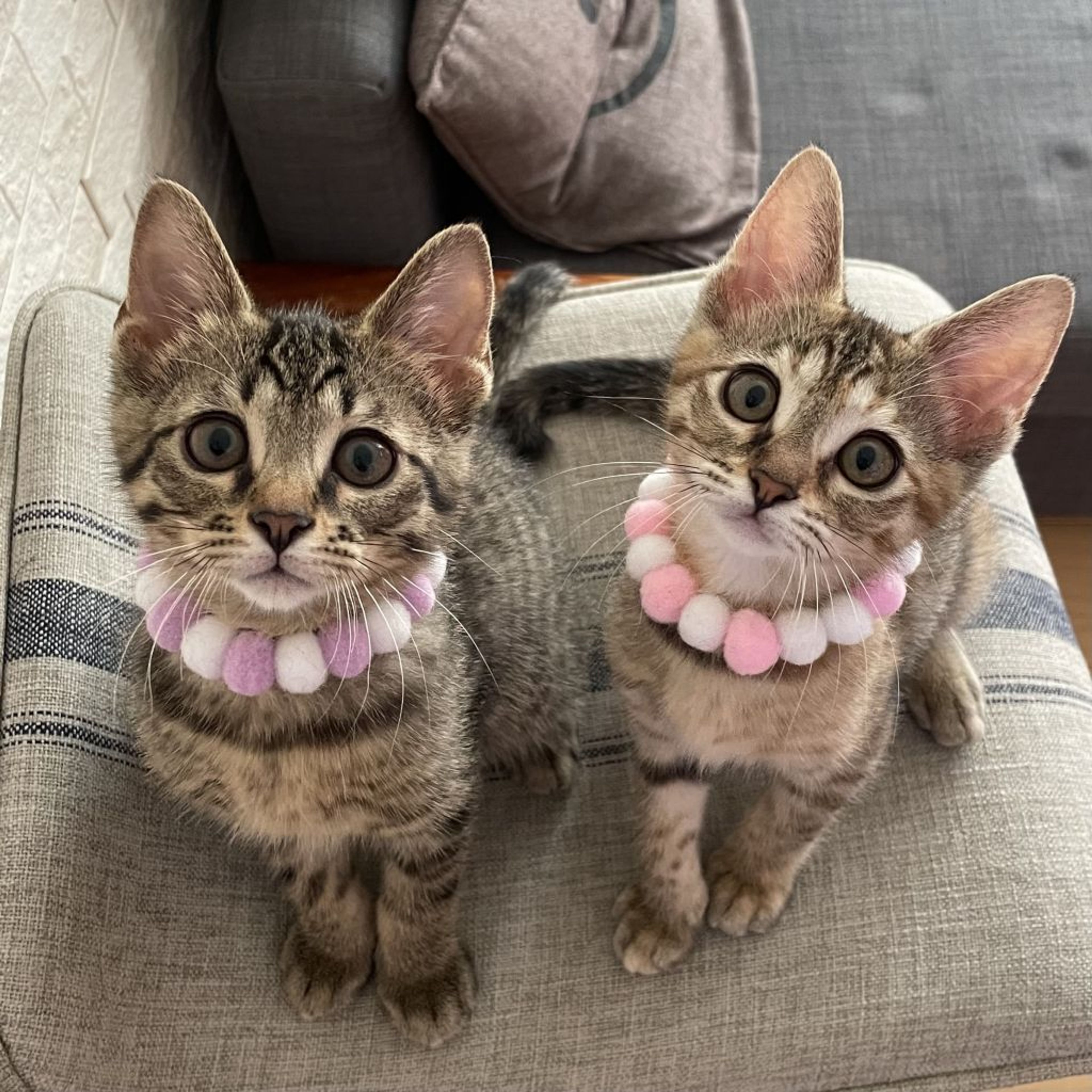 雑種（ミックス猫）・メスの里親募集の写真