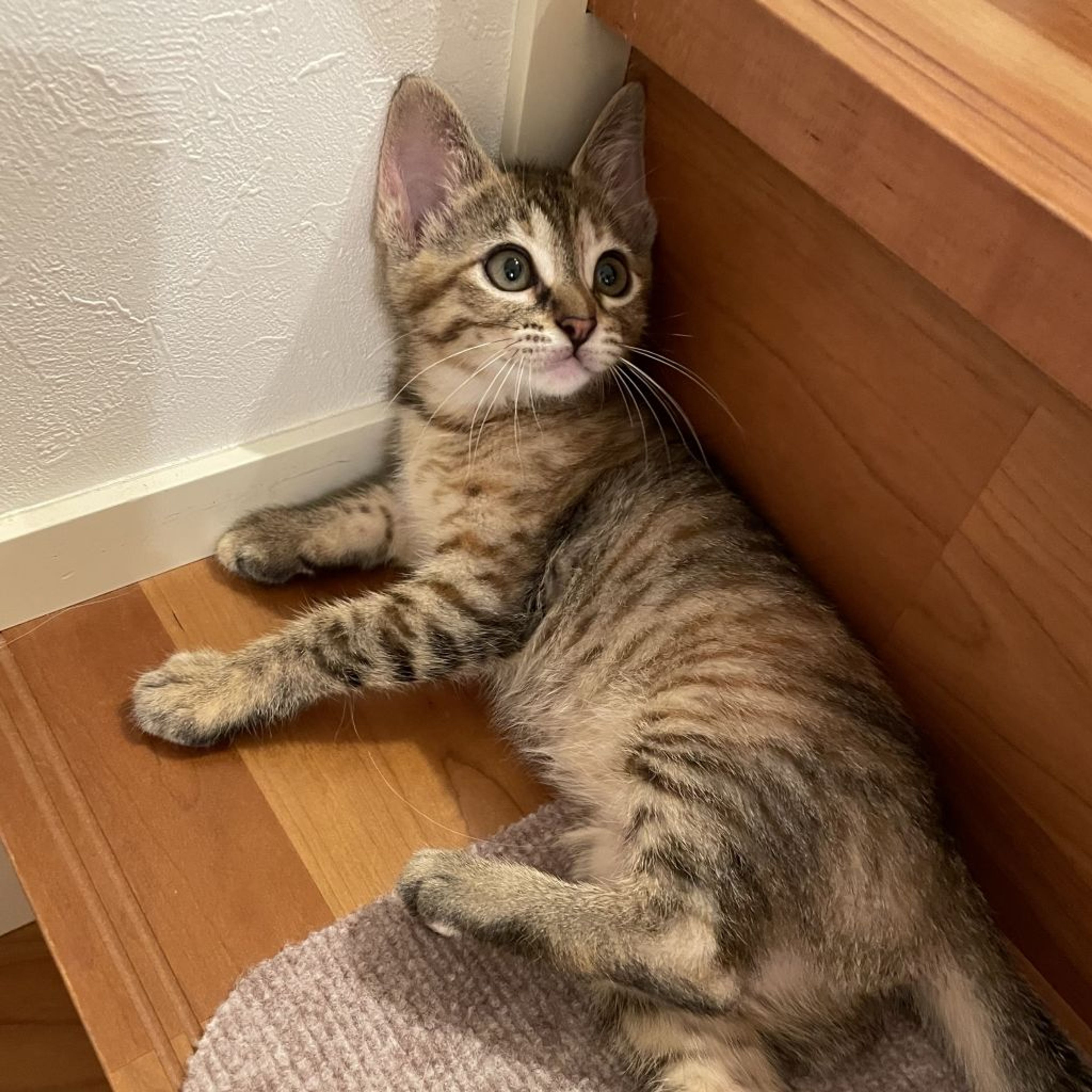 pet-image-3