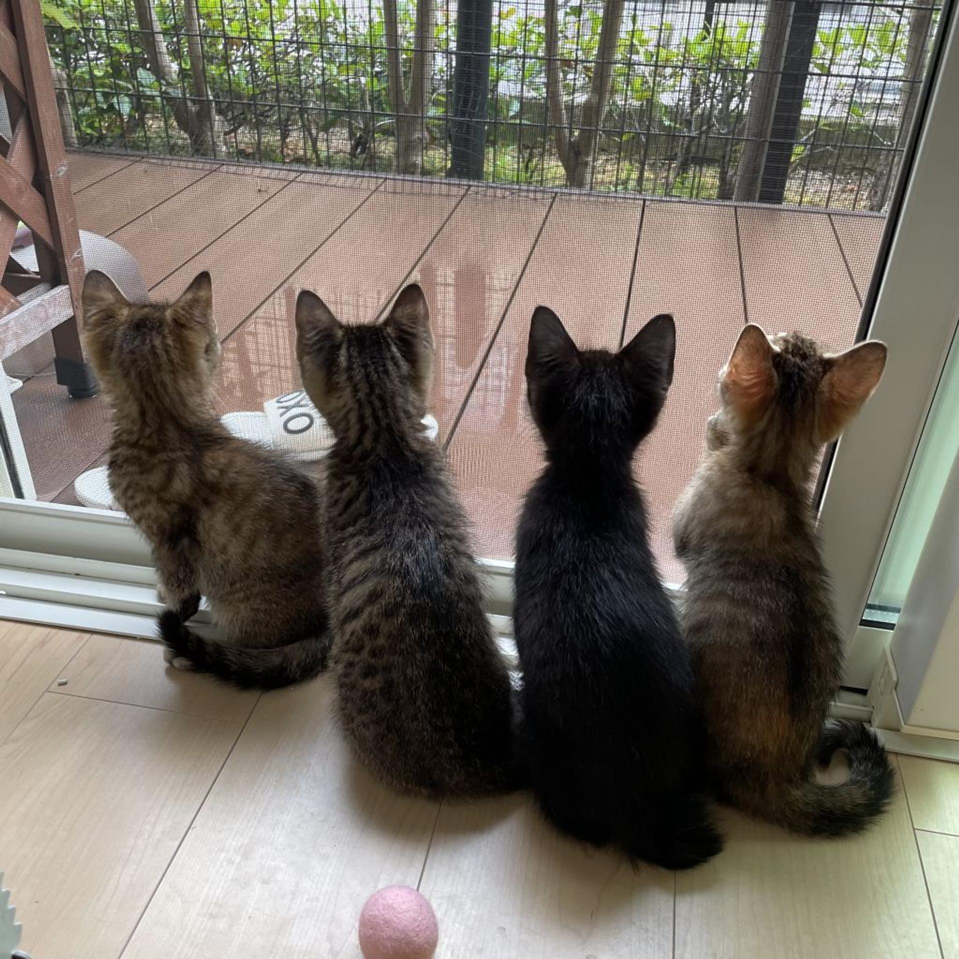 pet-image-4