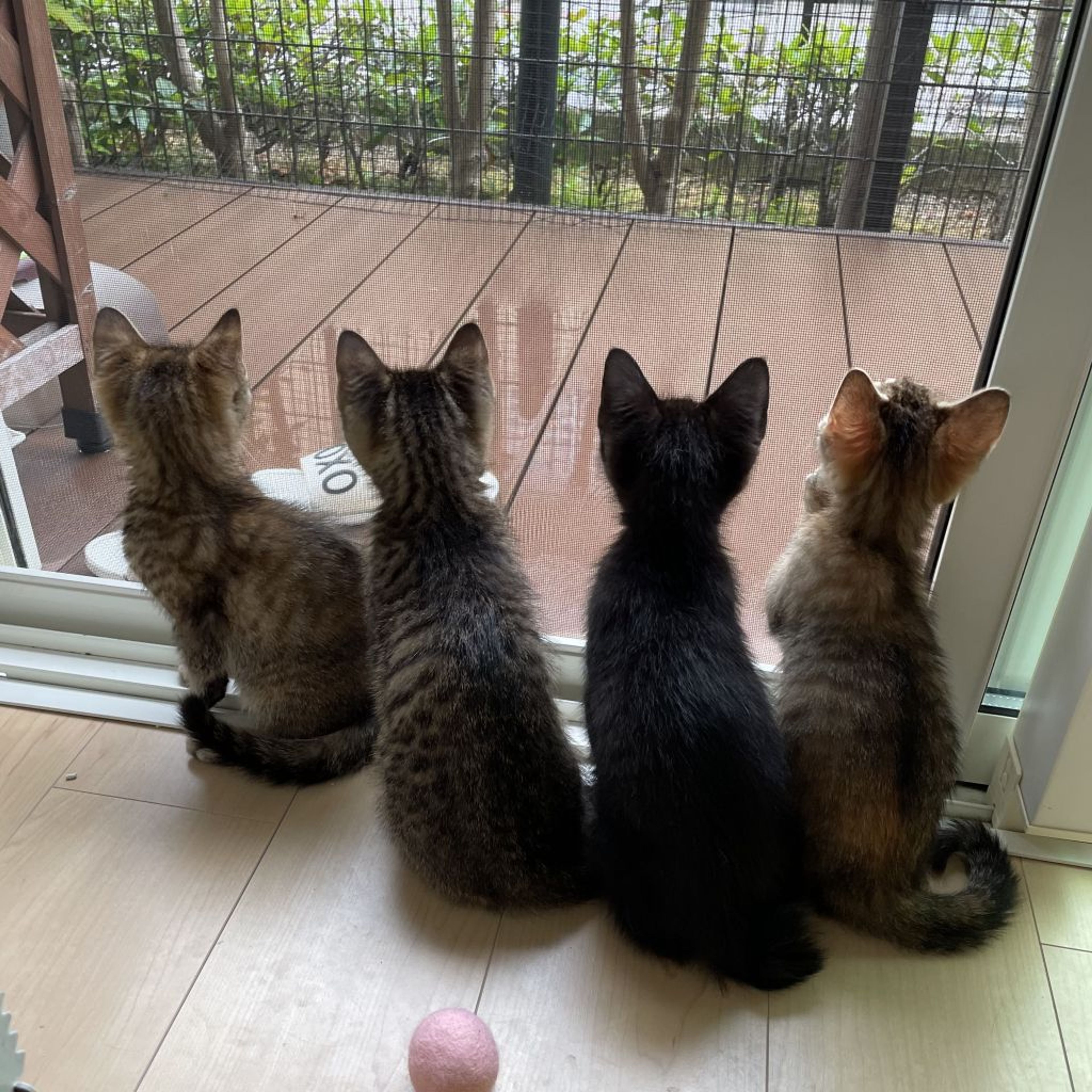 pet-image-4