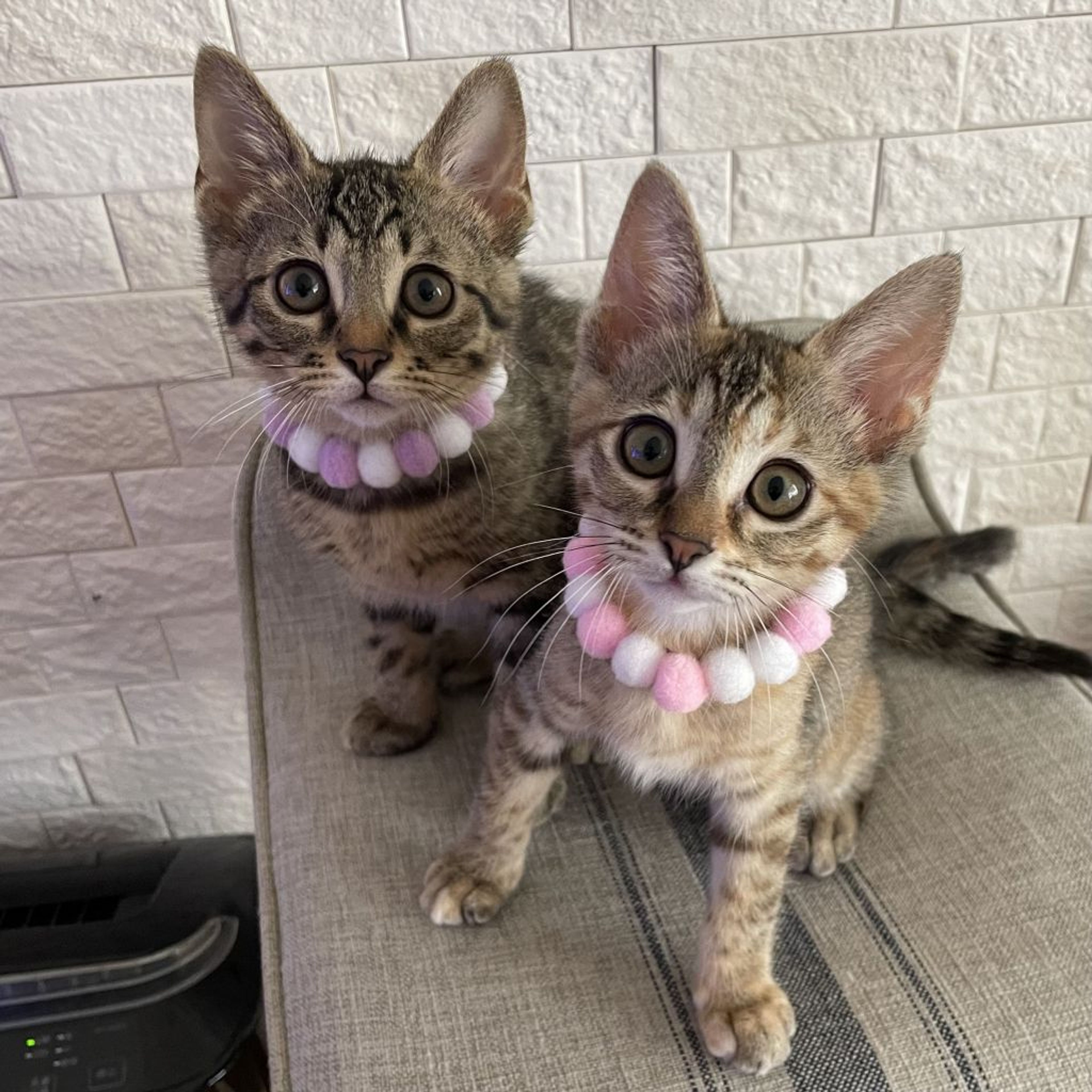 pet-image-5