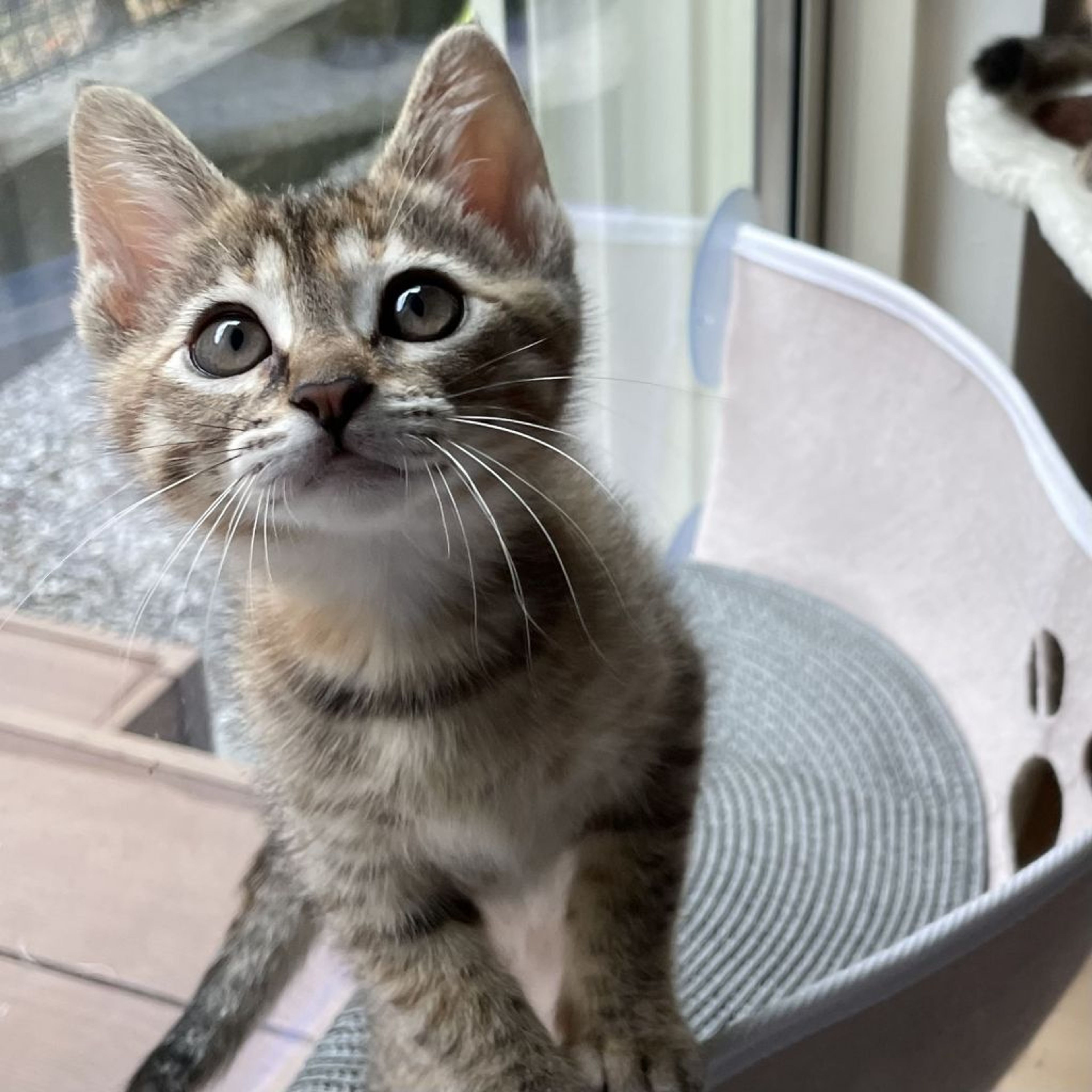 pet-image-6