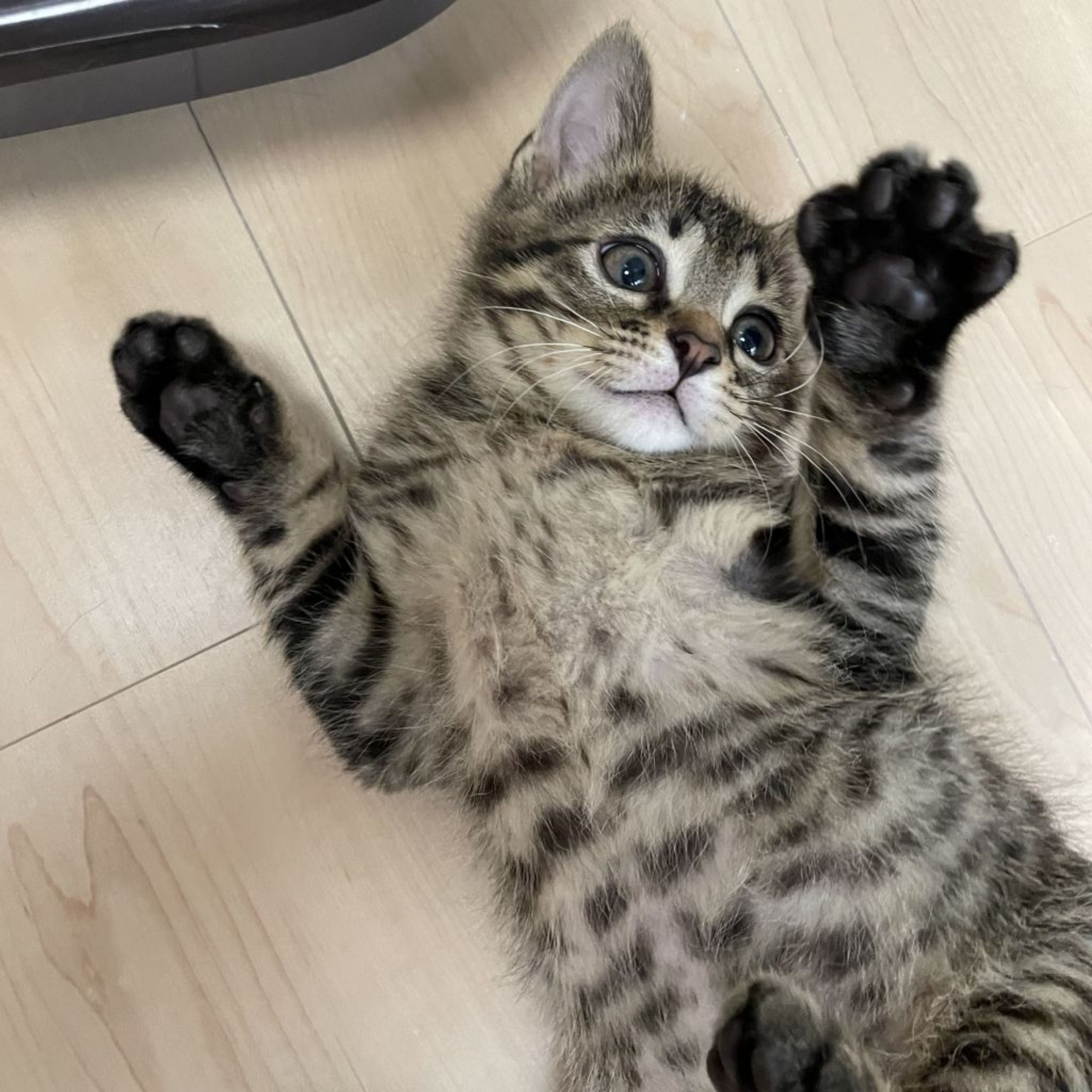 pet-image-7